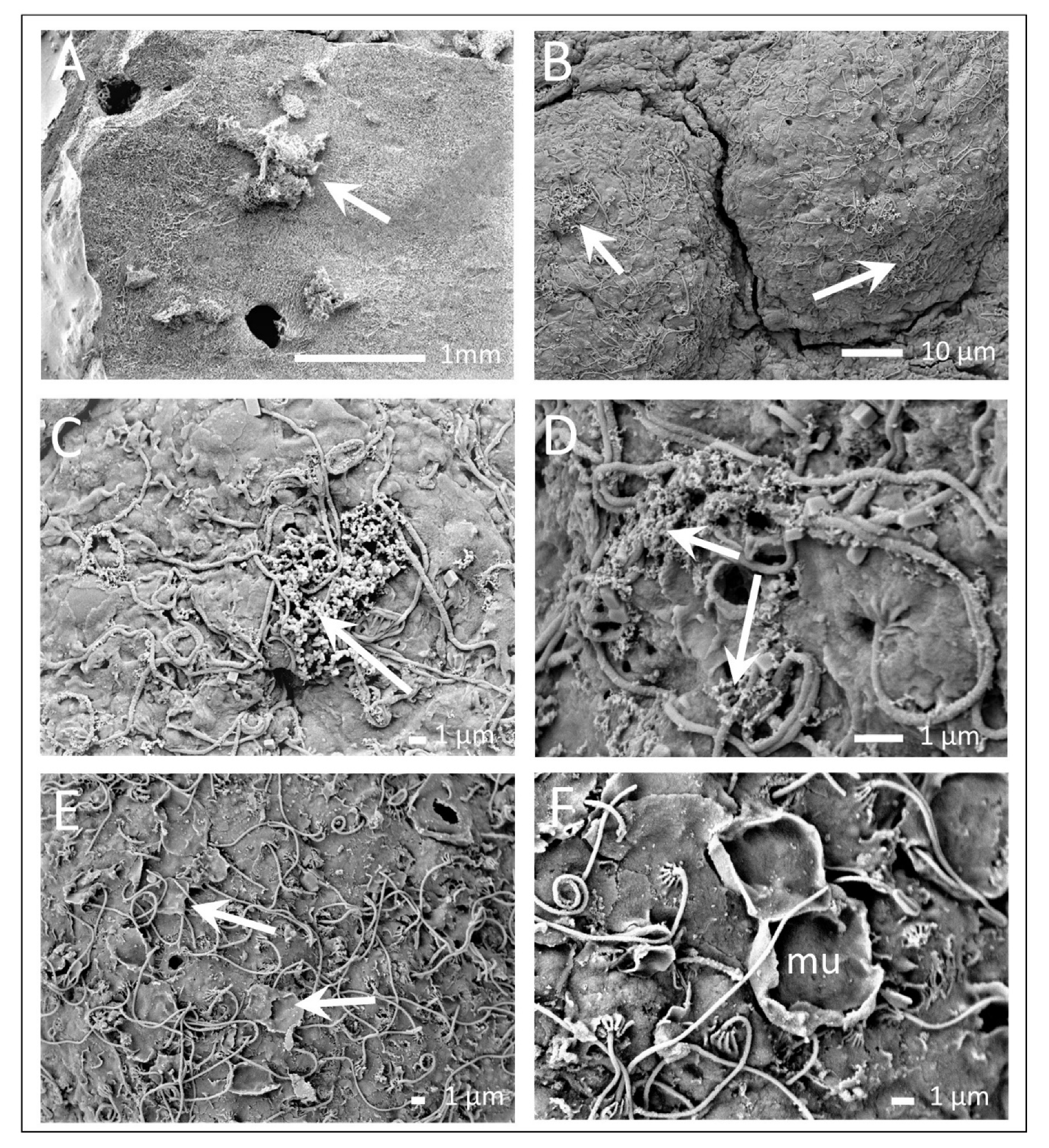 Diversity 13 00244 g006