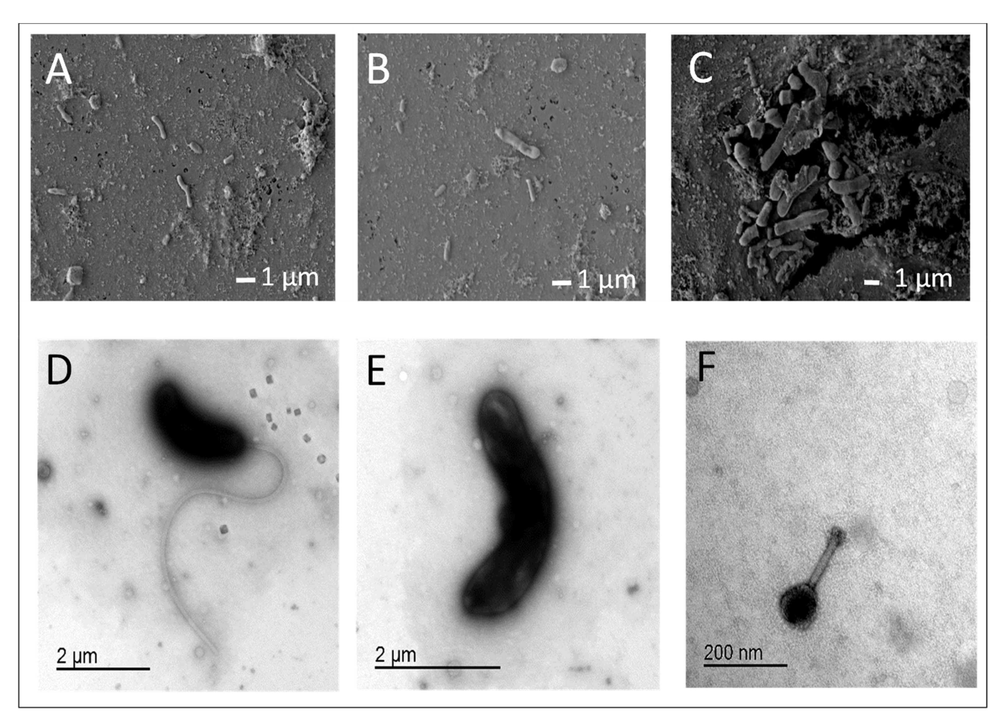 Diversity 13 00244 g007
