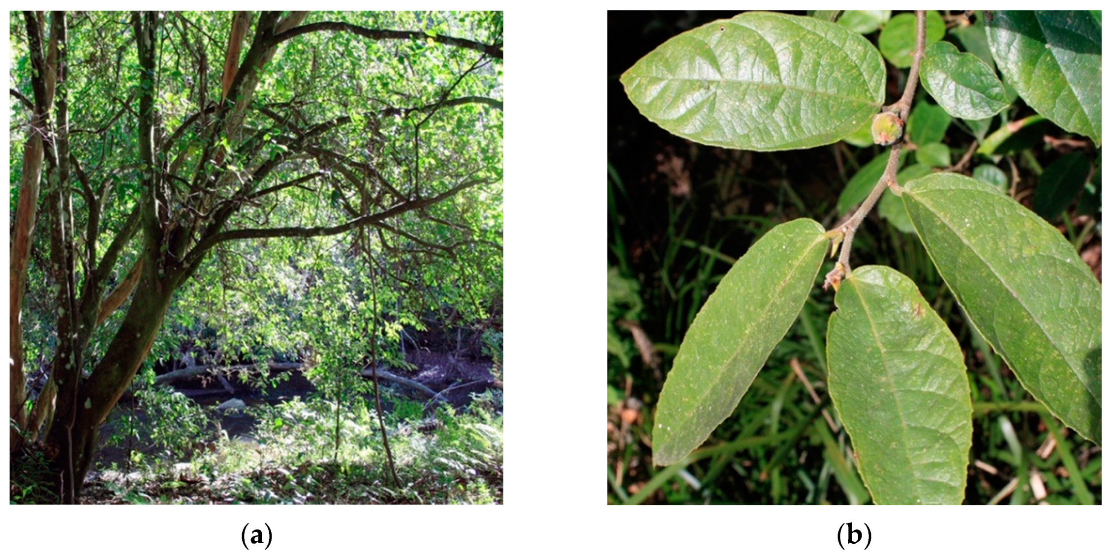 Diversity 13 00250 g001