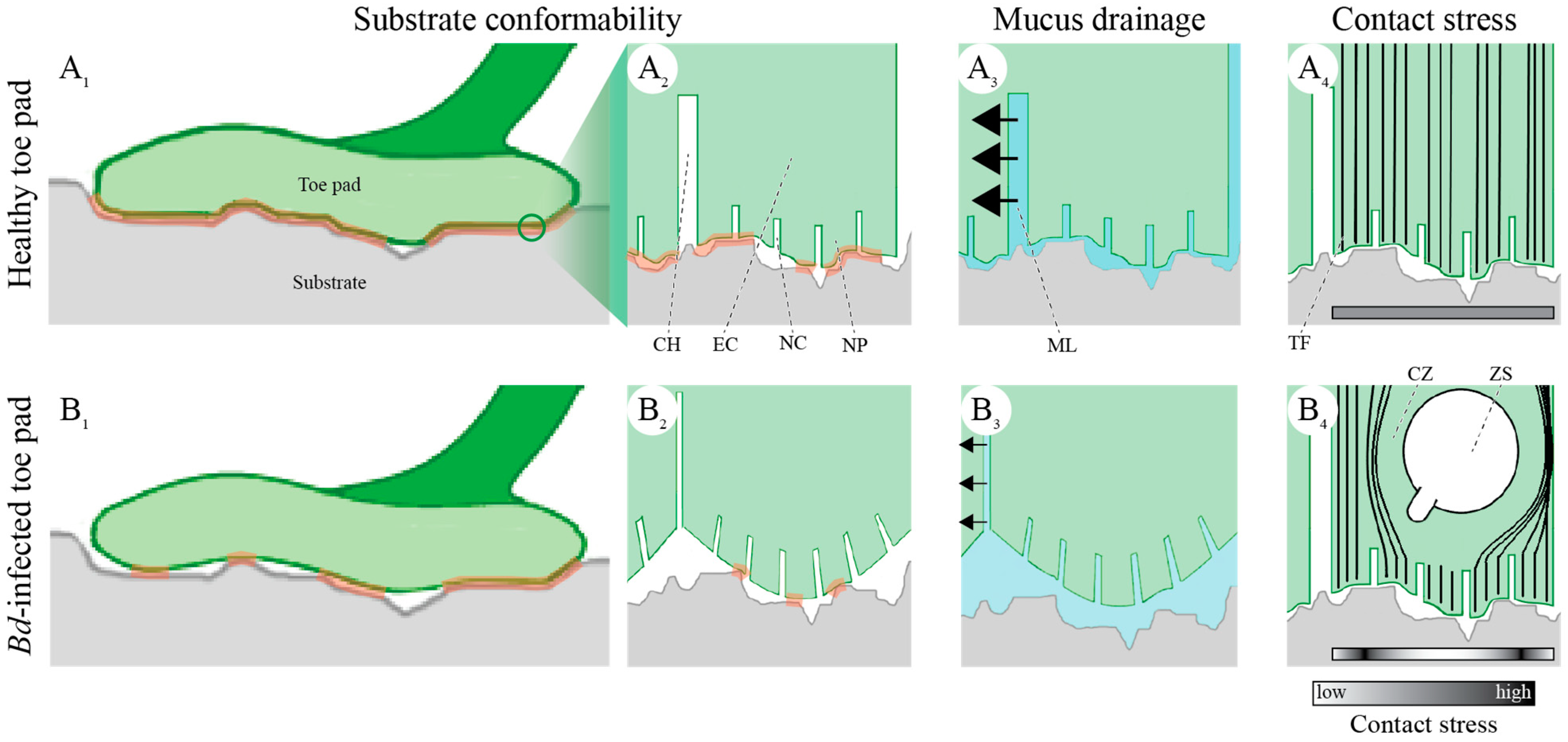 Diversity 13 00262 g003