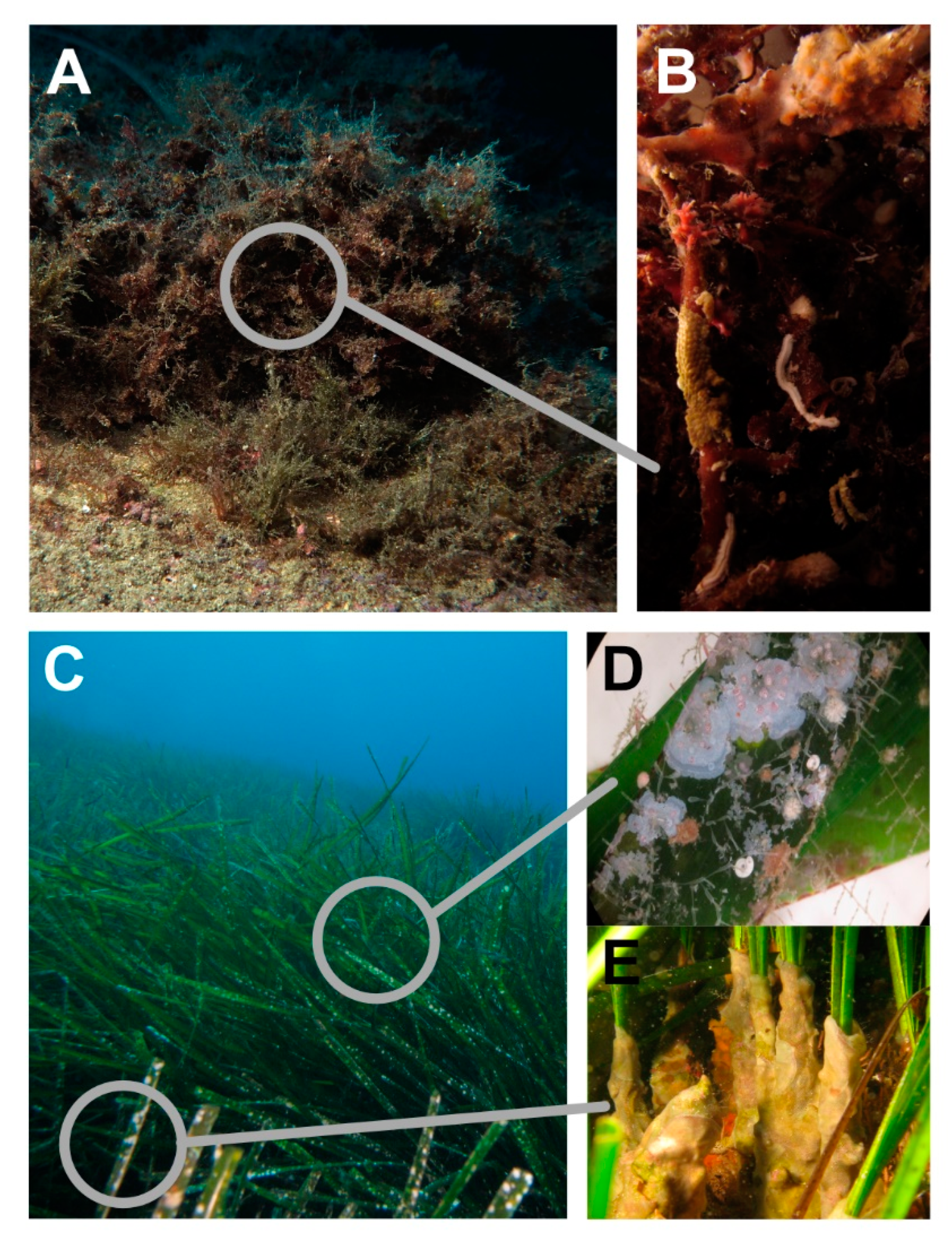 Diversity 13 00265 g001