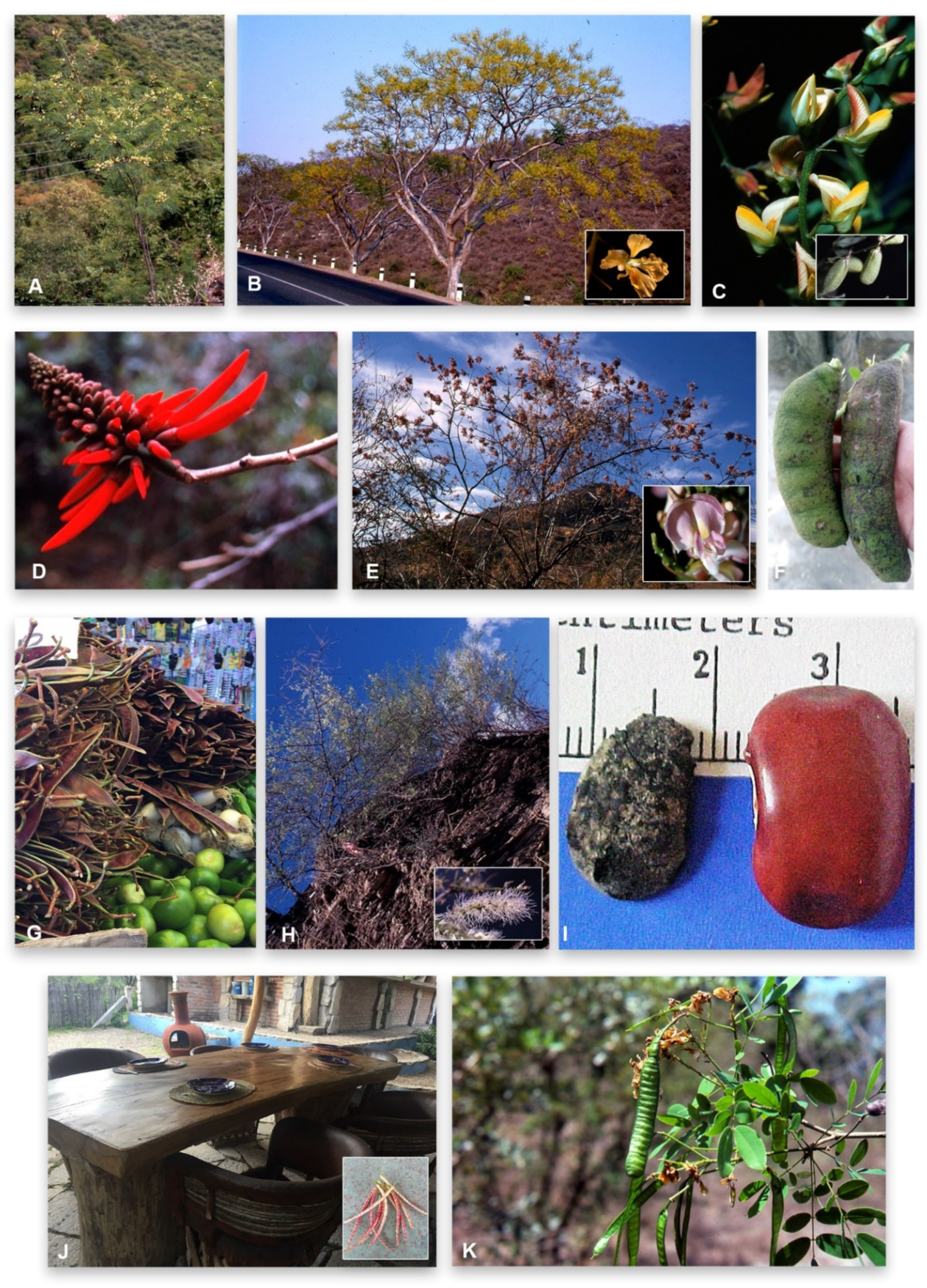 Diversity 13 00267 g001