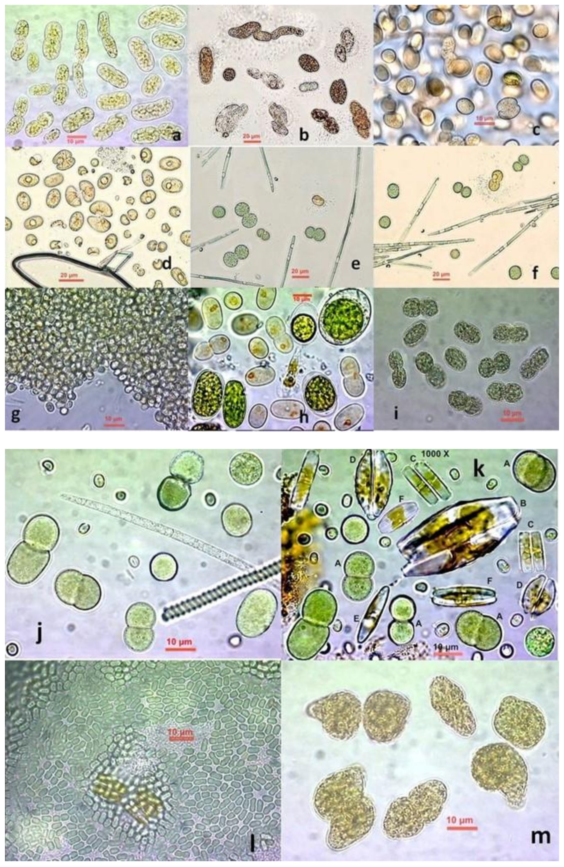 Diversity 13 00270 g001