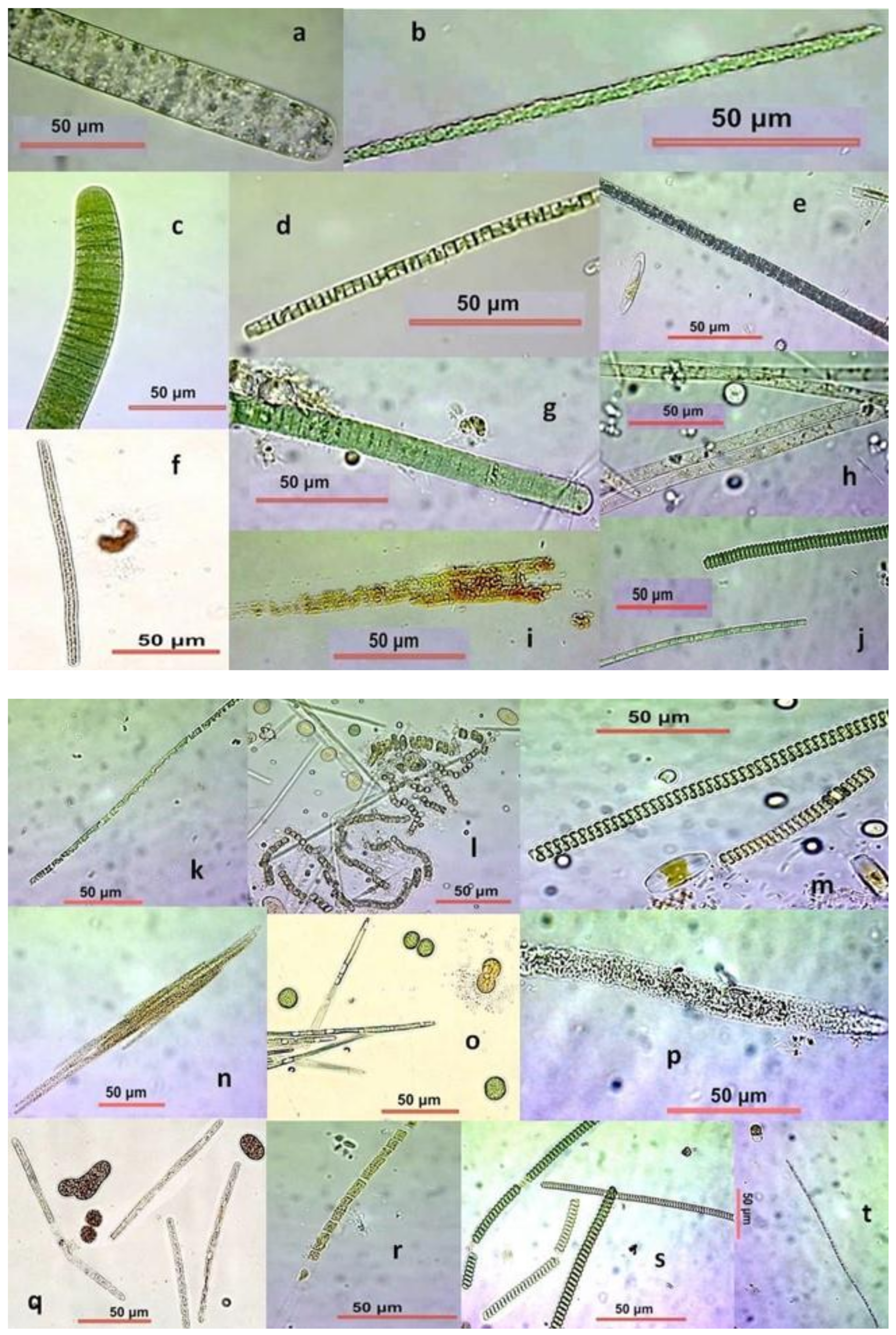 Diversity 13 00270 g002