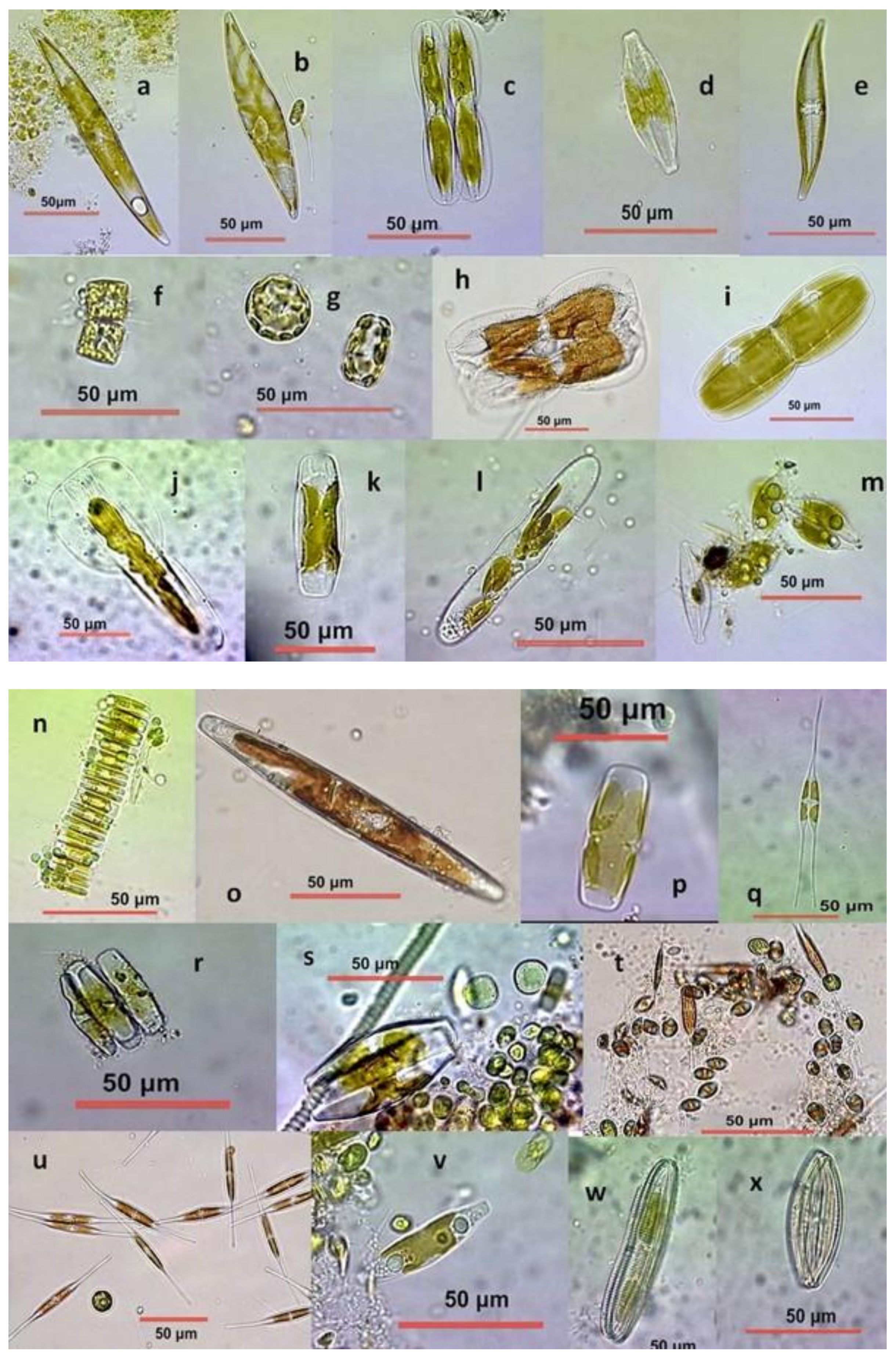 Diversity 13 00270 g003