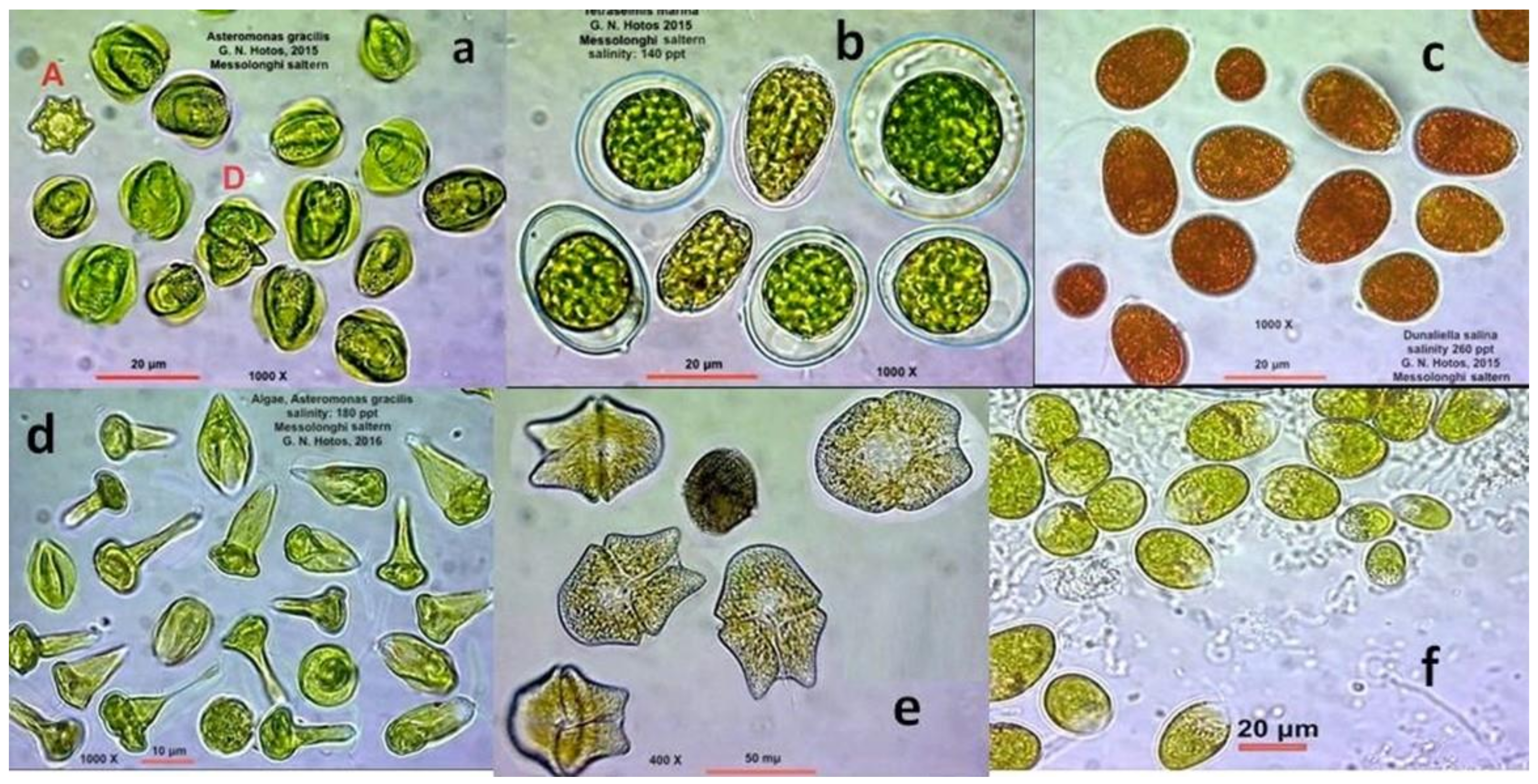 Diversity 13 00270 g004