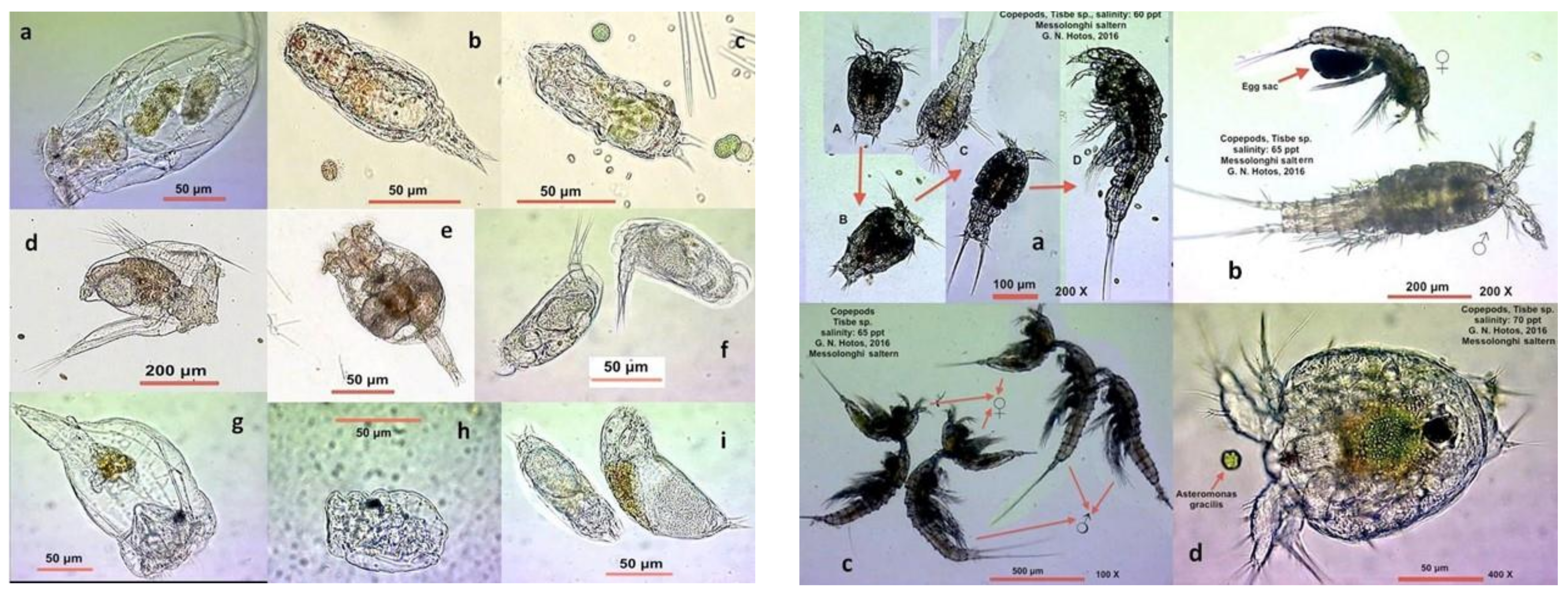 Diversity 13 00270 g005