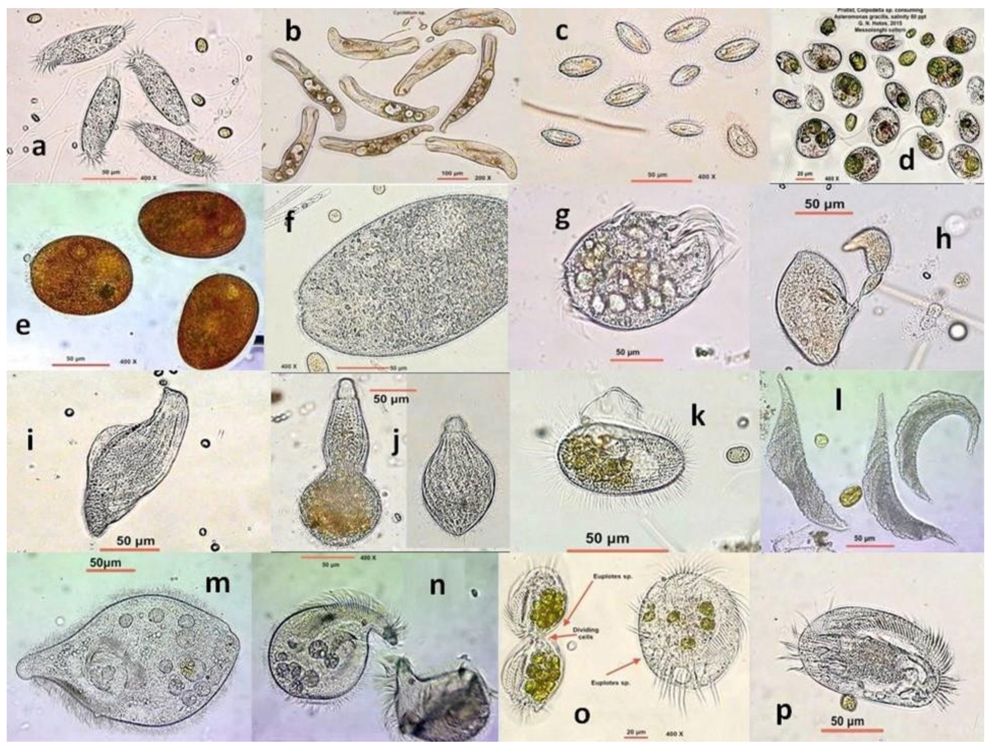 Diversity 13 00270 g006