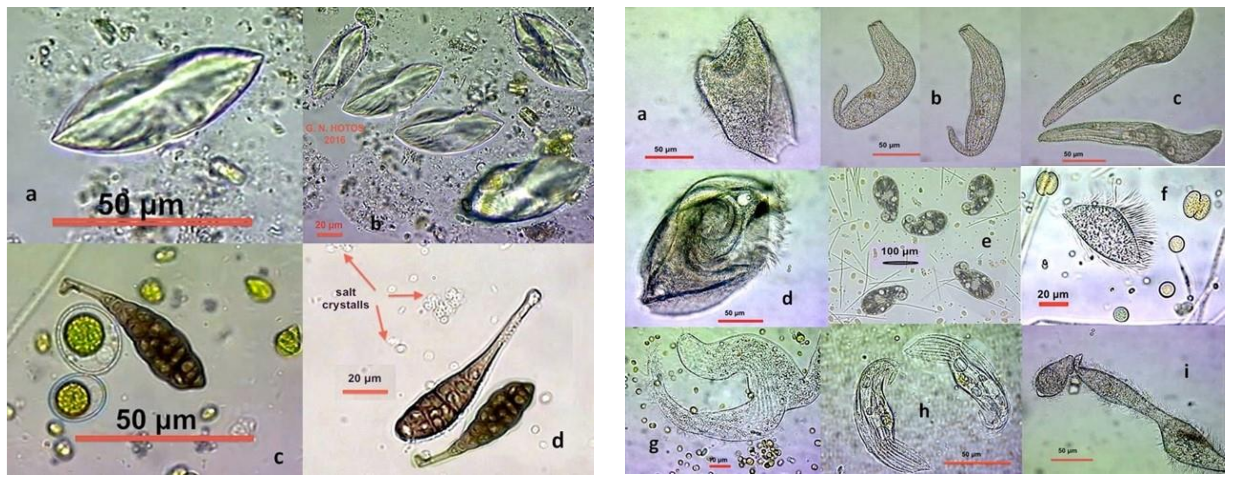 Diversity 13 00270 g007