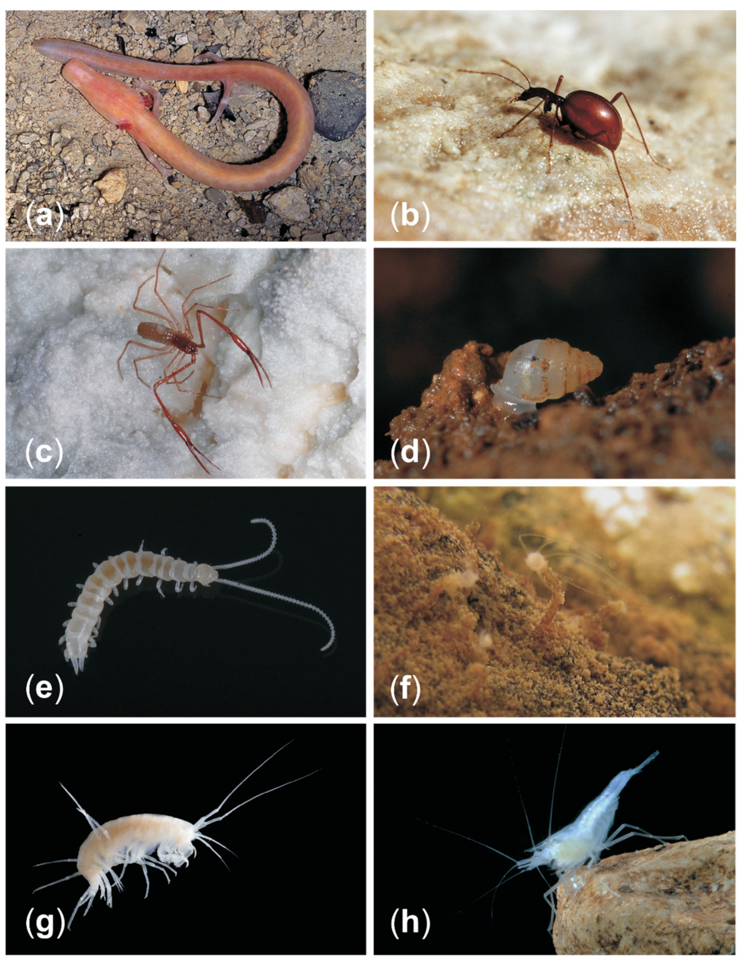 Diversity 13 00271 g005