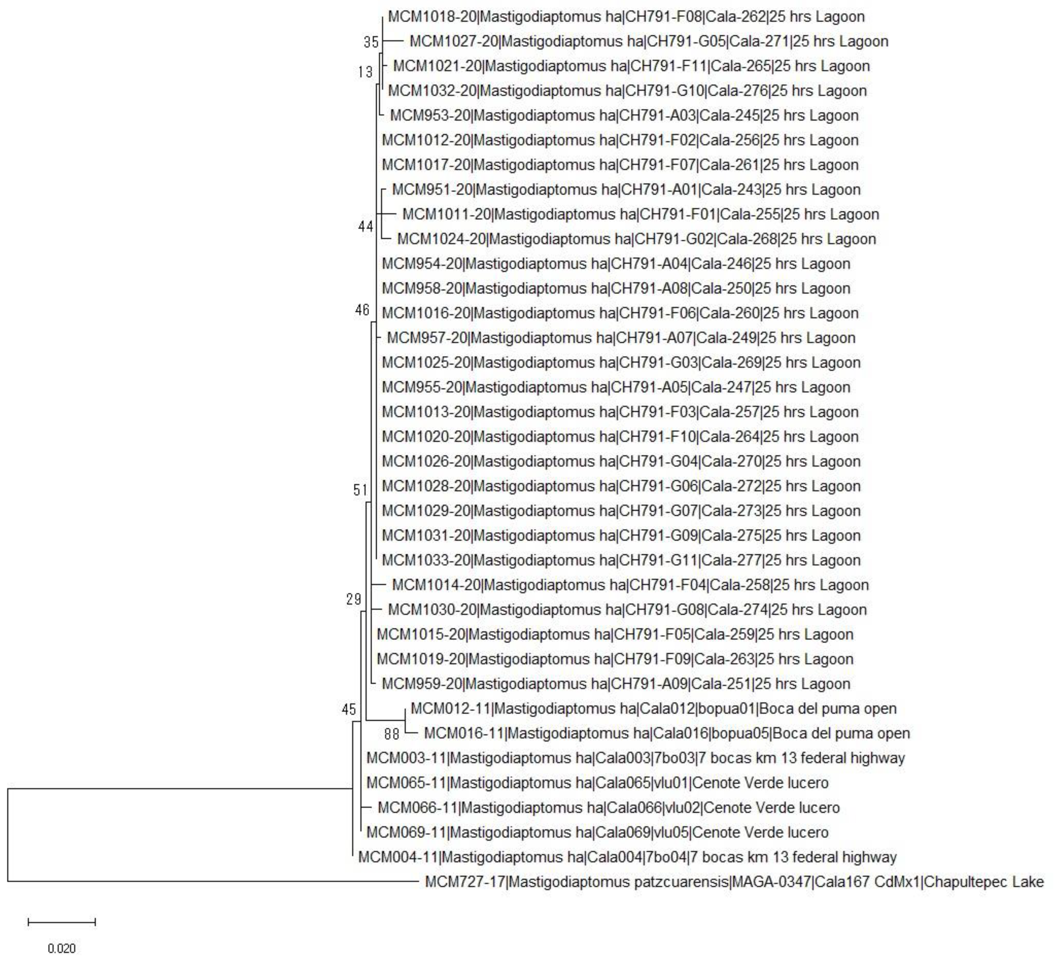 Diversity 13 00279 g002