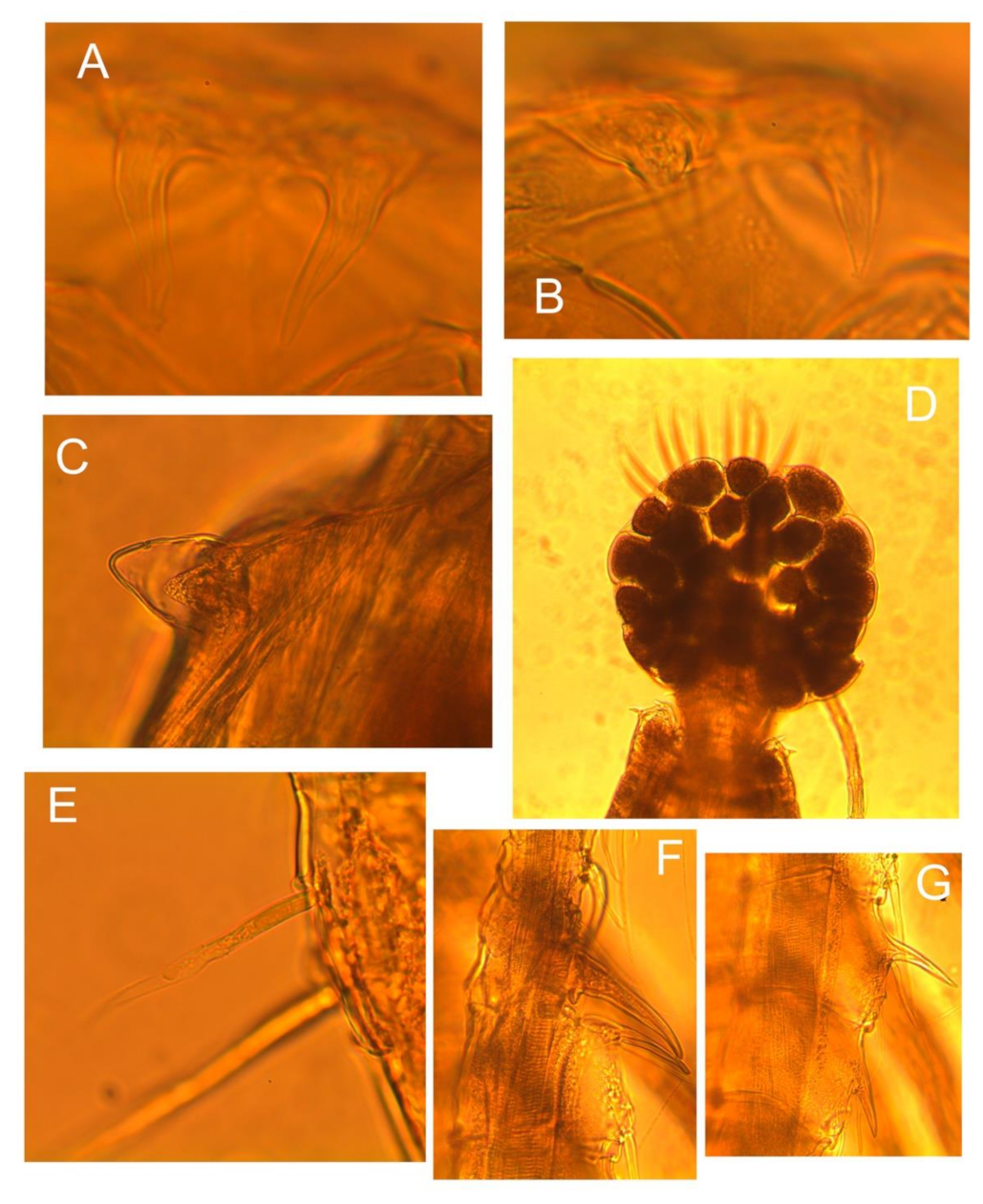 Diversity 13 00279 g003