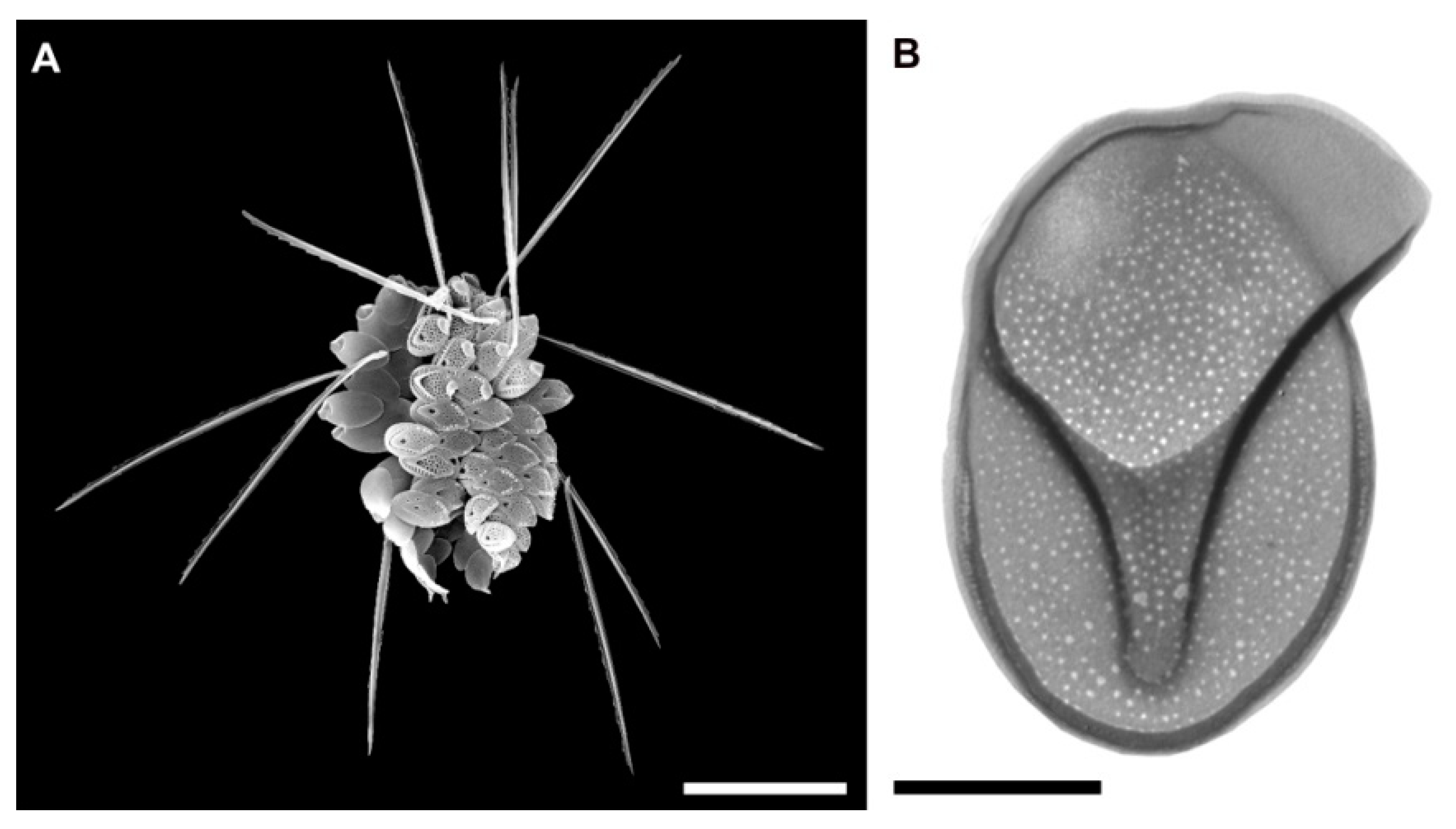 Diversity 13 00284 g001