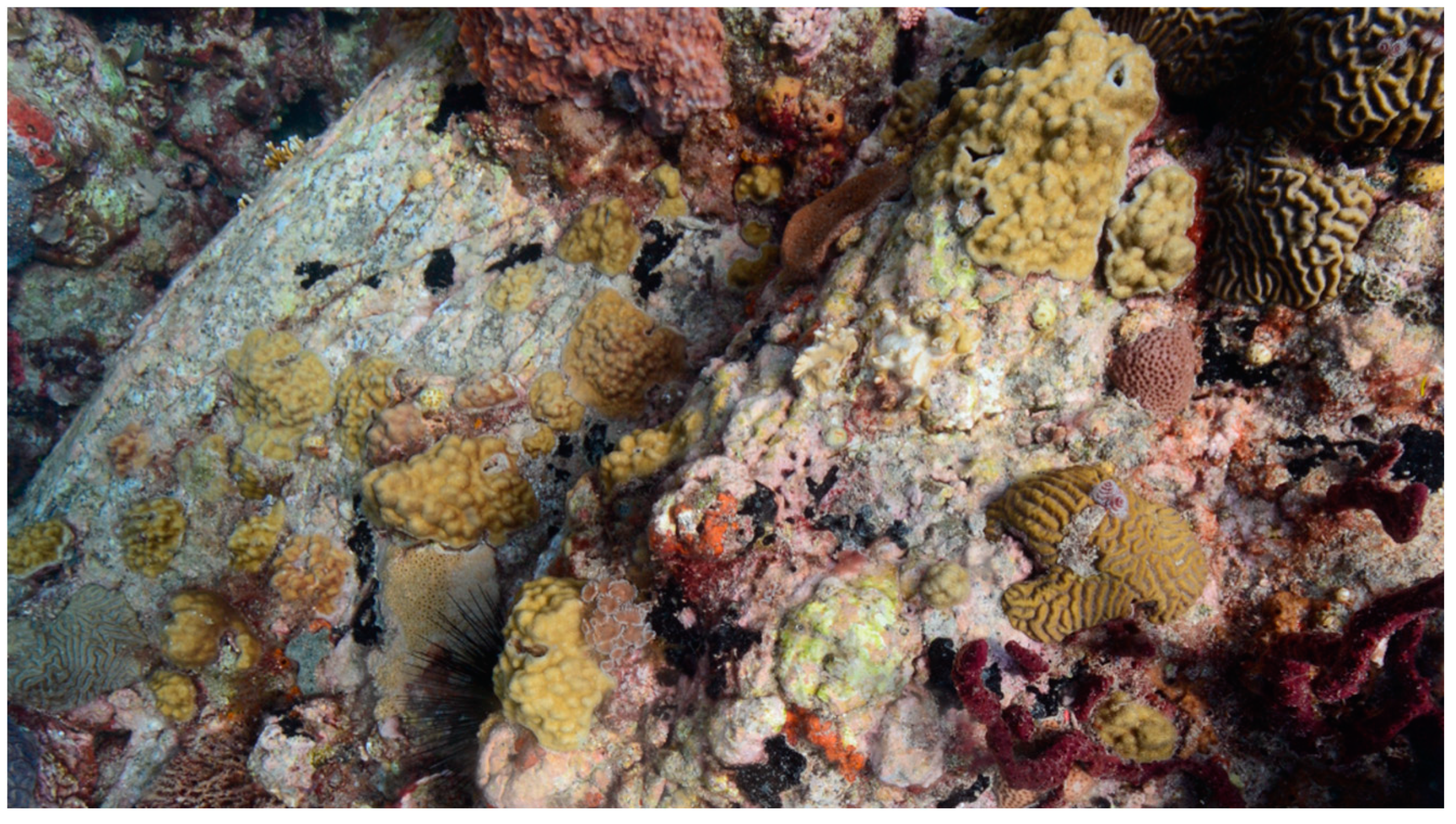 Diversity 13 00288 g007