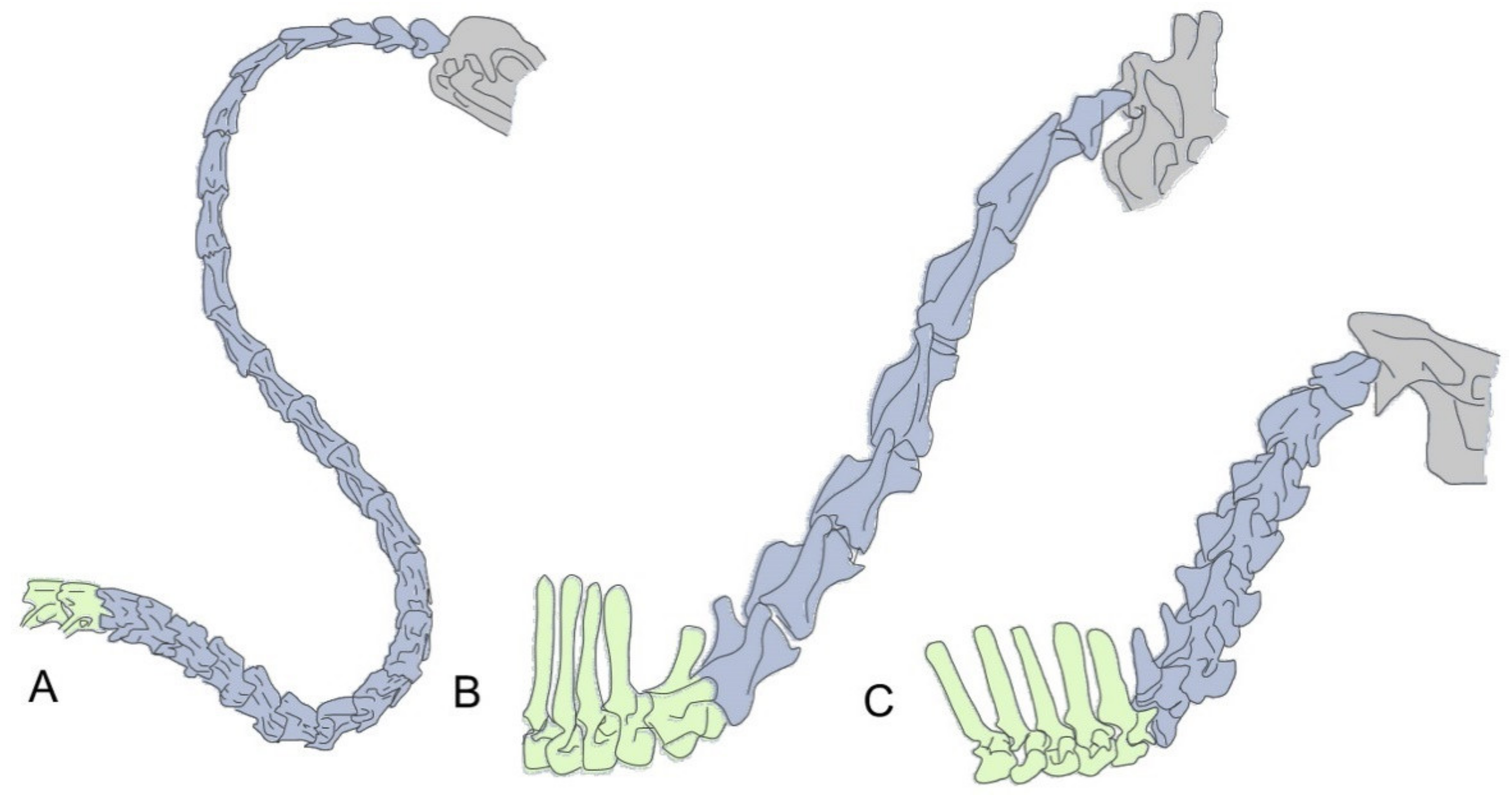 Diversity 13 00289 g001