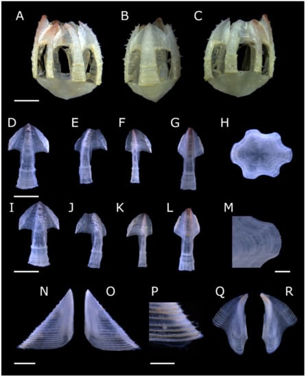 Diversity 13 00290 g001