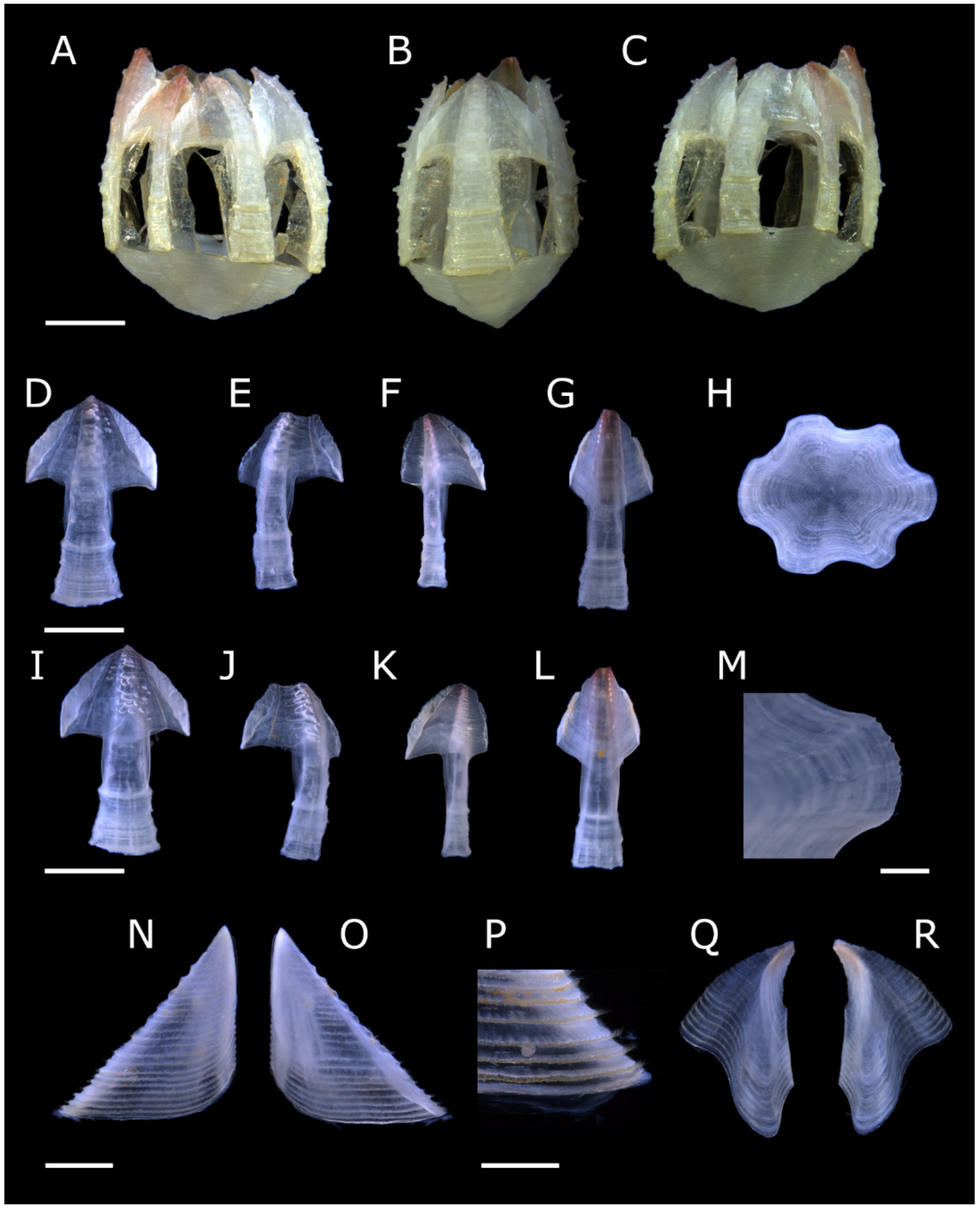 Diversity 13 00290 g001