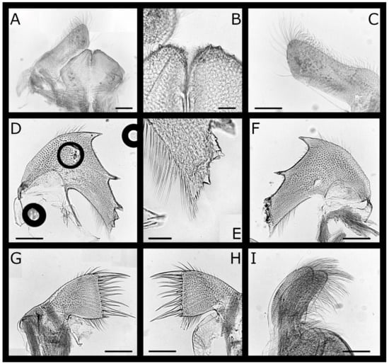 Diversity 13 00290 g002