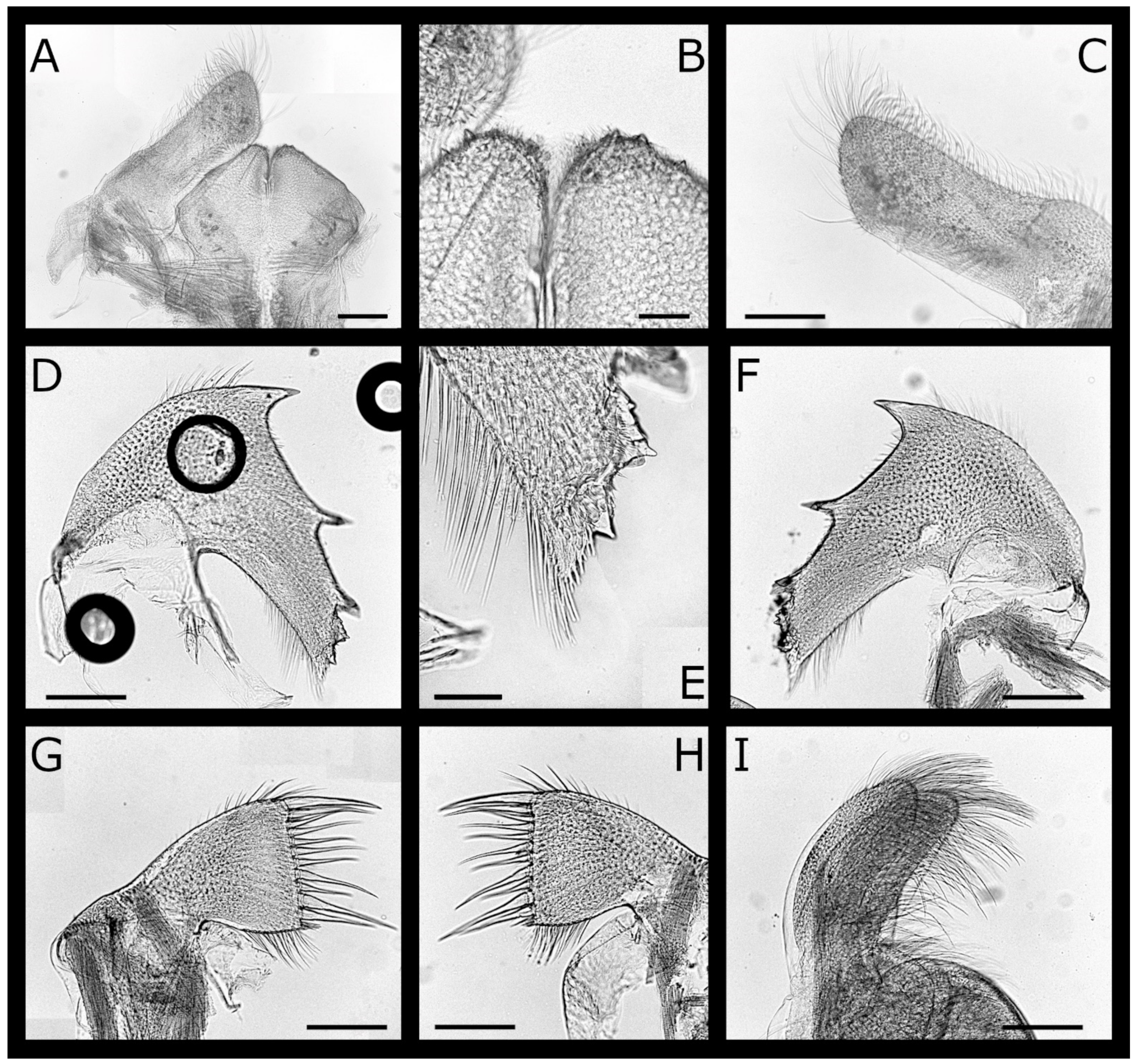 Diversity 13 00290 g002