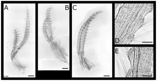 Diversity 13 00290 g003