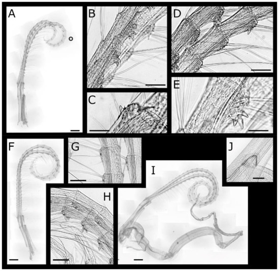Diversity 13 00290 g004