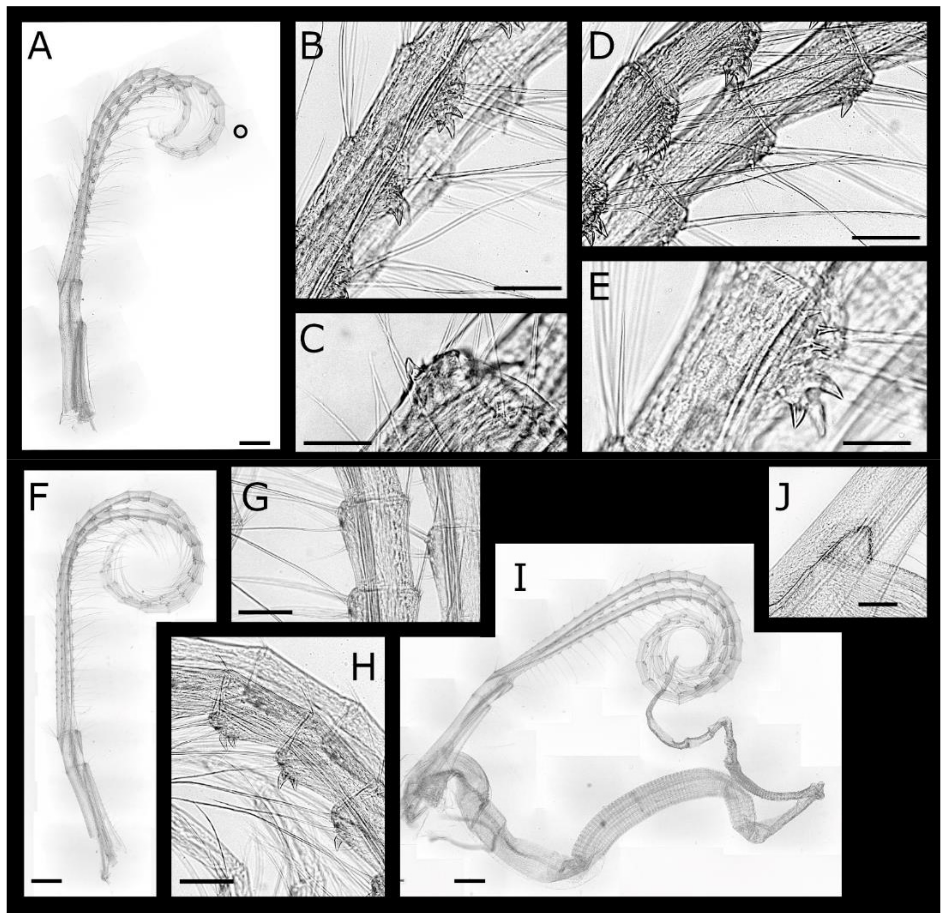 Diversity 13 00290 g004