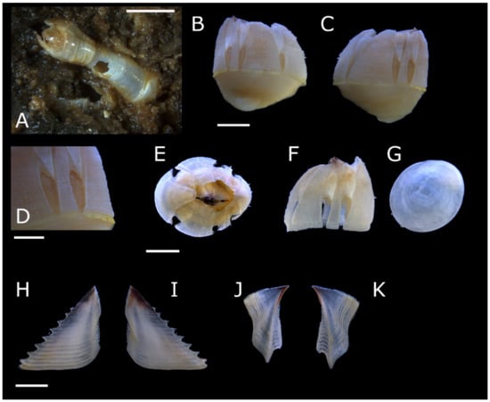 Diversity 13 00290 g005