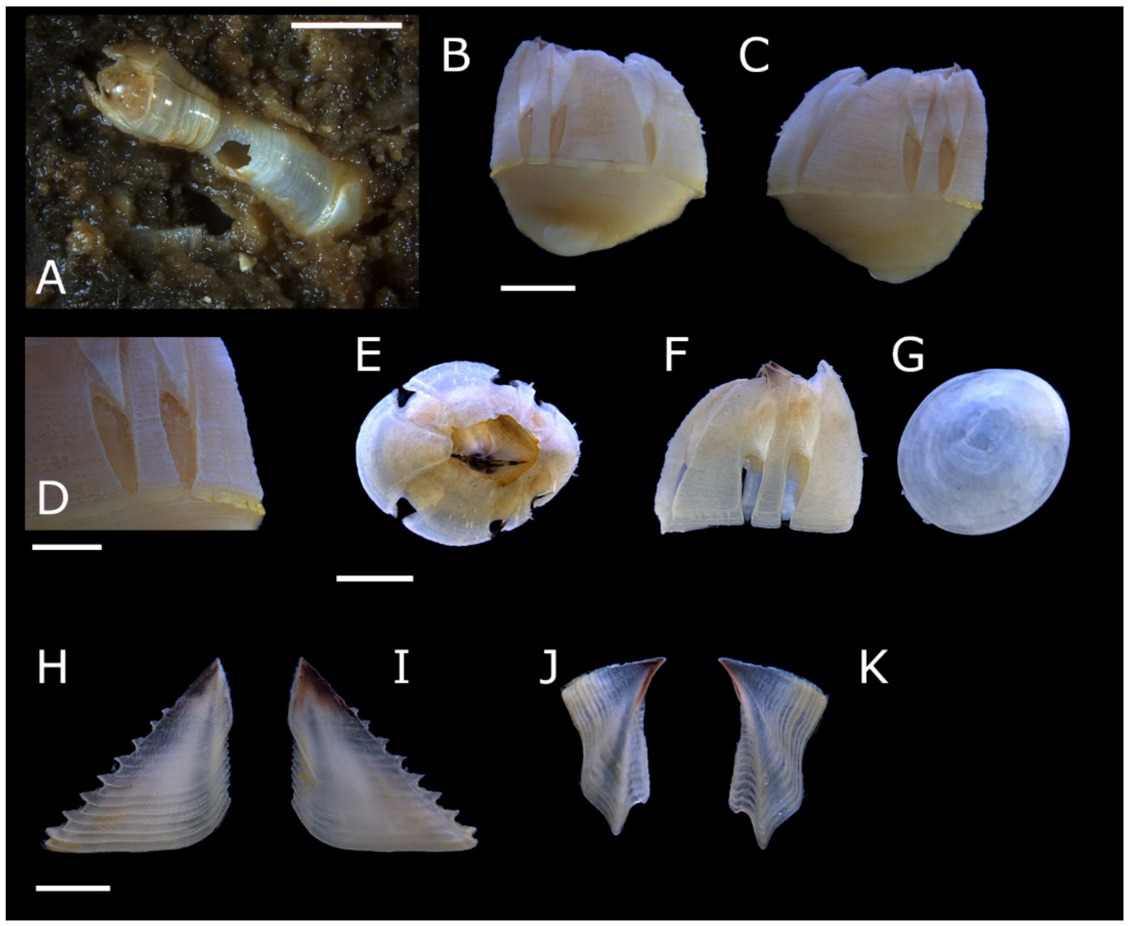 Diversity 13 00290 g005
