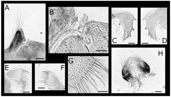 Diversity 13 00290 g006