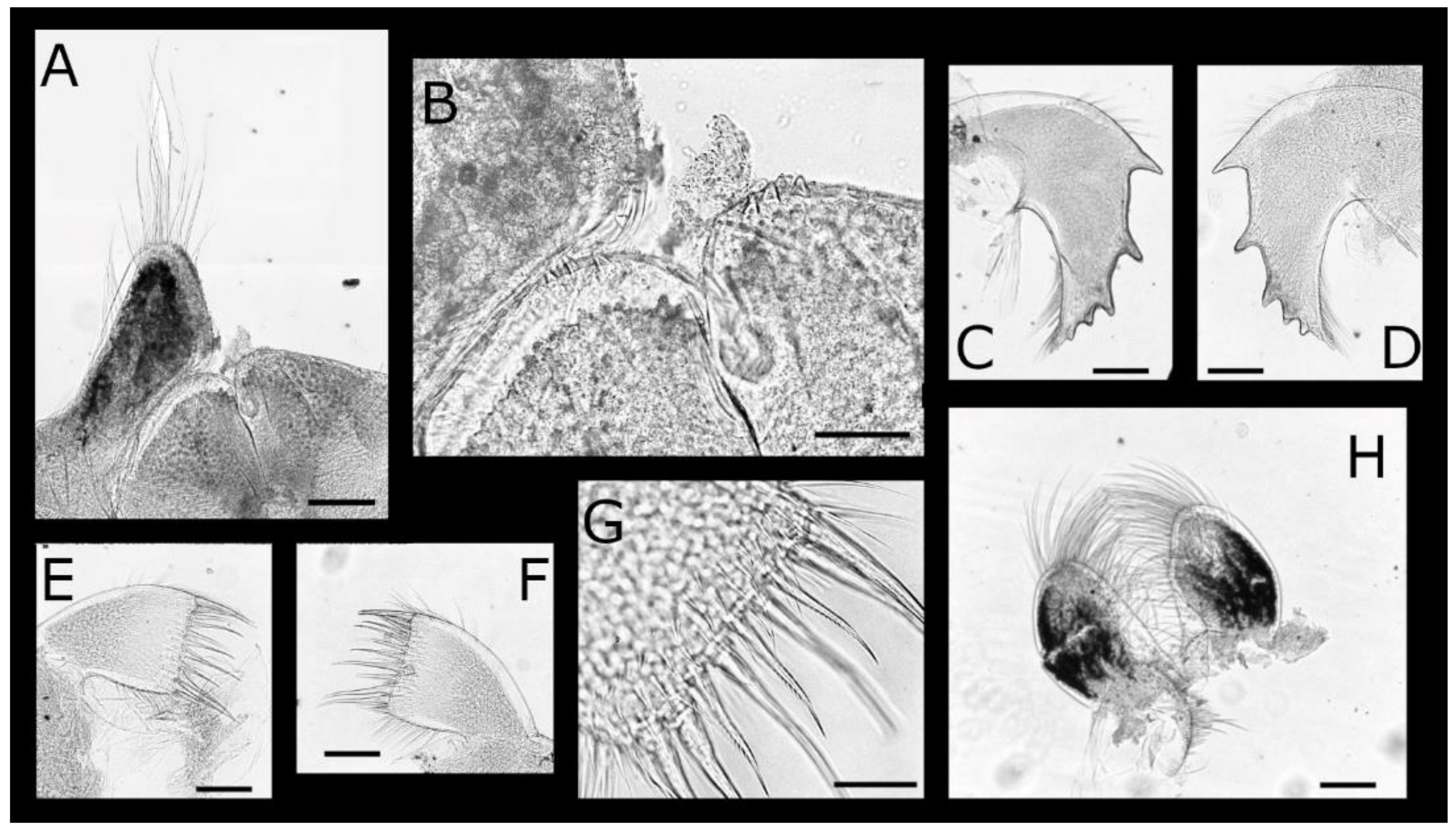 Diversity 13 00290 g006