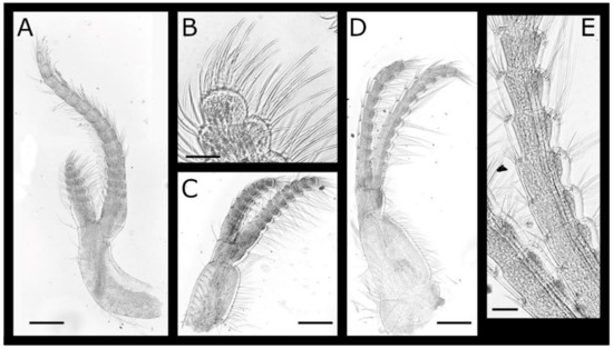 Diversity 13 00290 g007