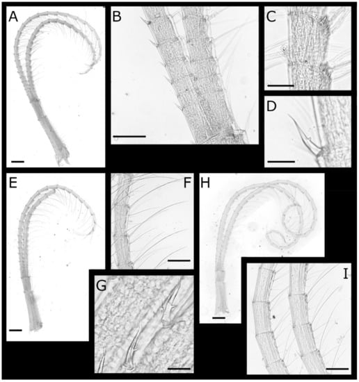 Diversity 13 00290 g008