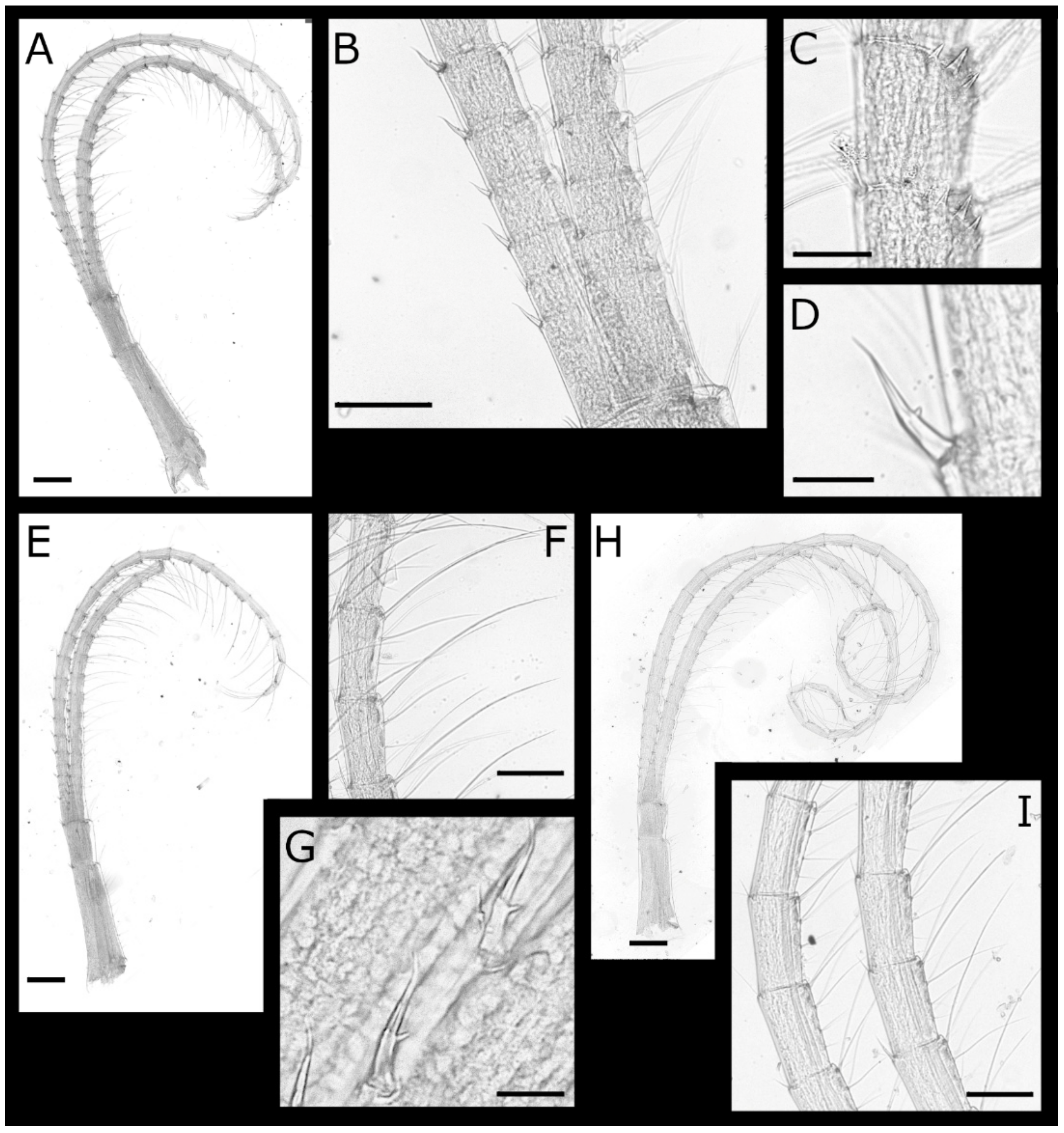Diversity 13 00290 g008