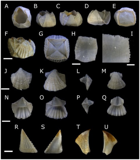 Diversity 13 00290 g009