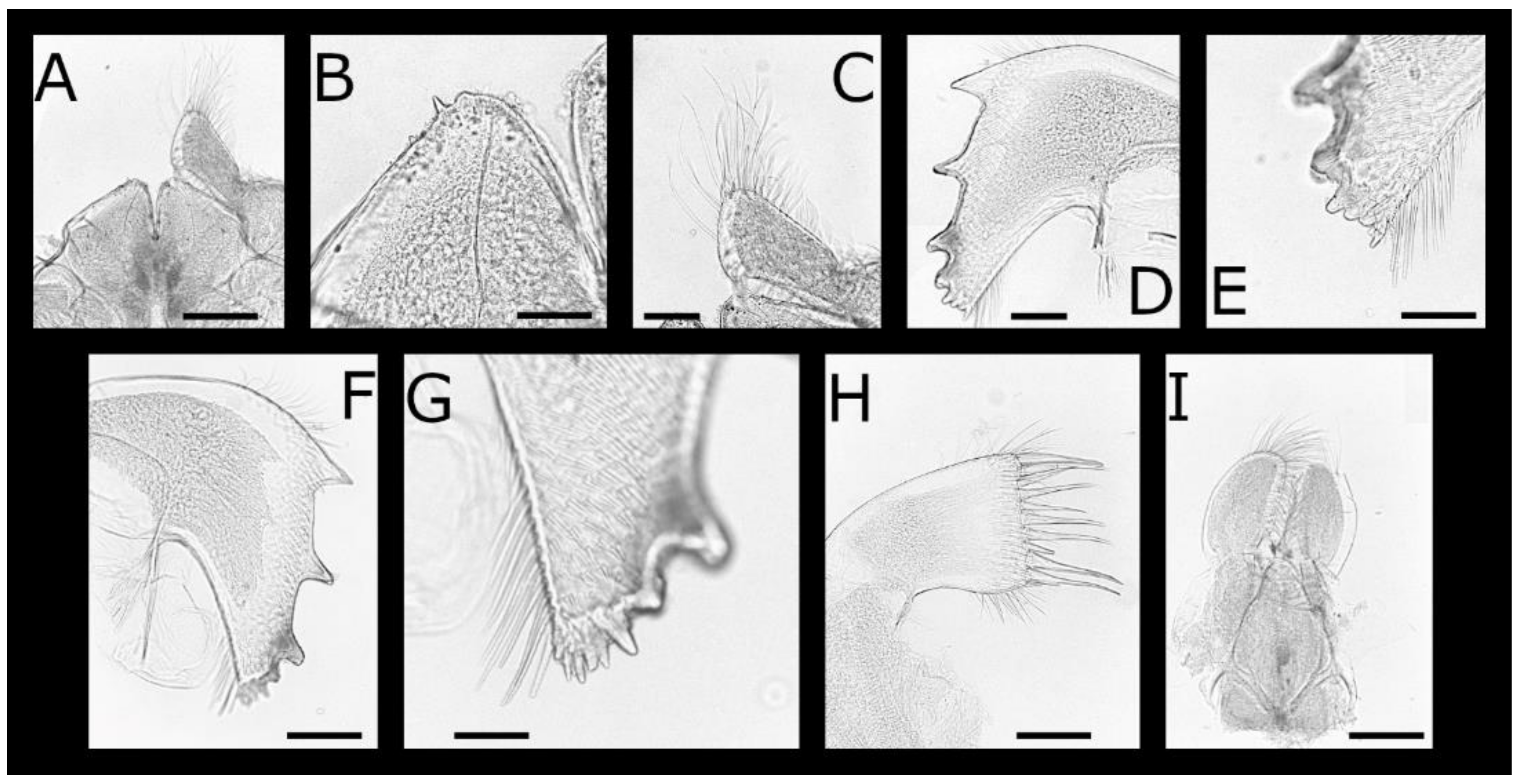 Diversity 13 00290 g010