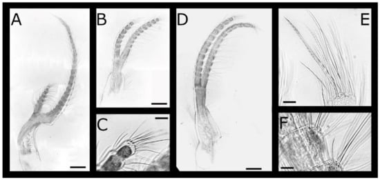 Diversity 13 00290 g011