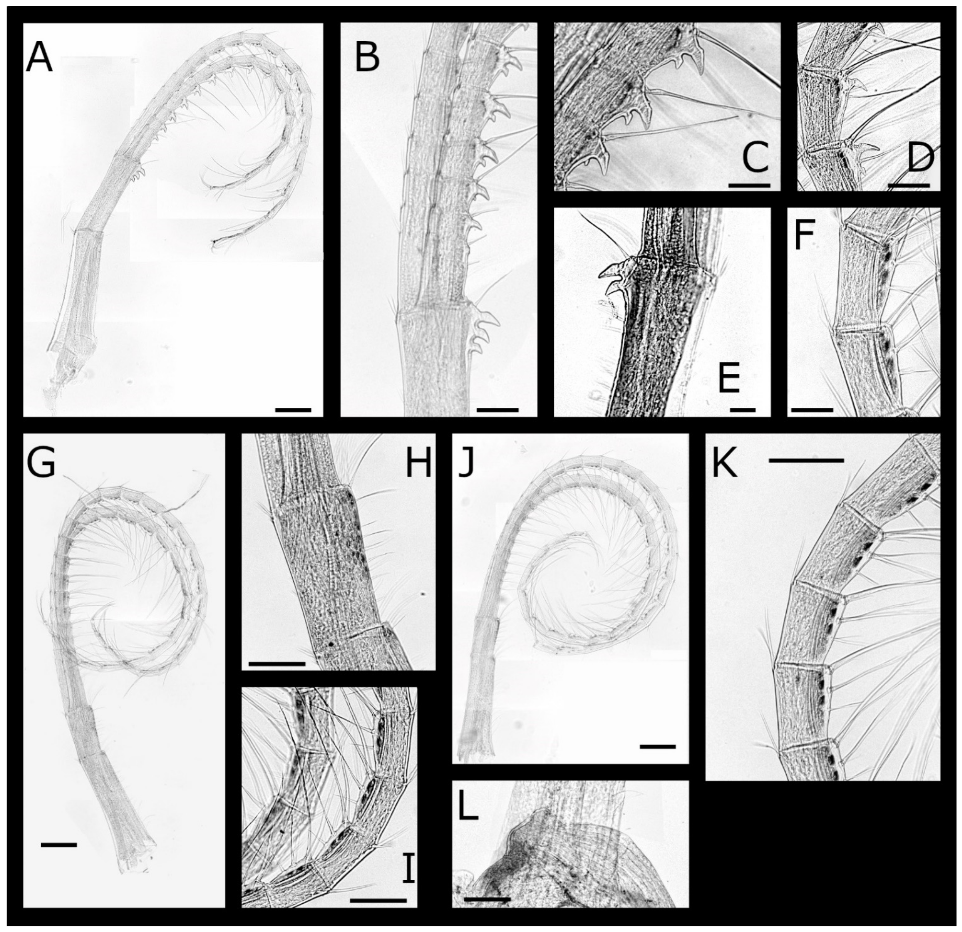 Diversity 13 00290 g012
