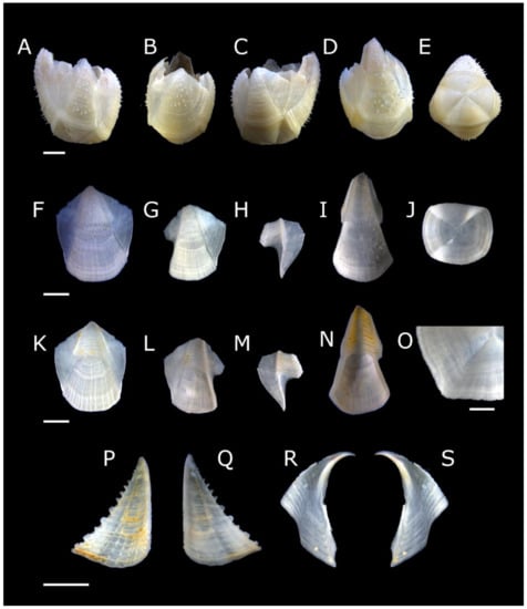 Diversity 13 00290 g013
