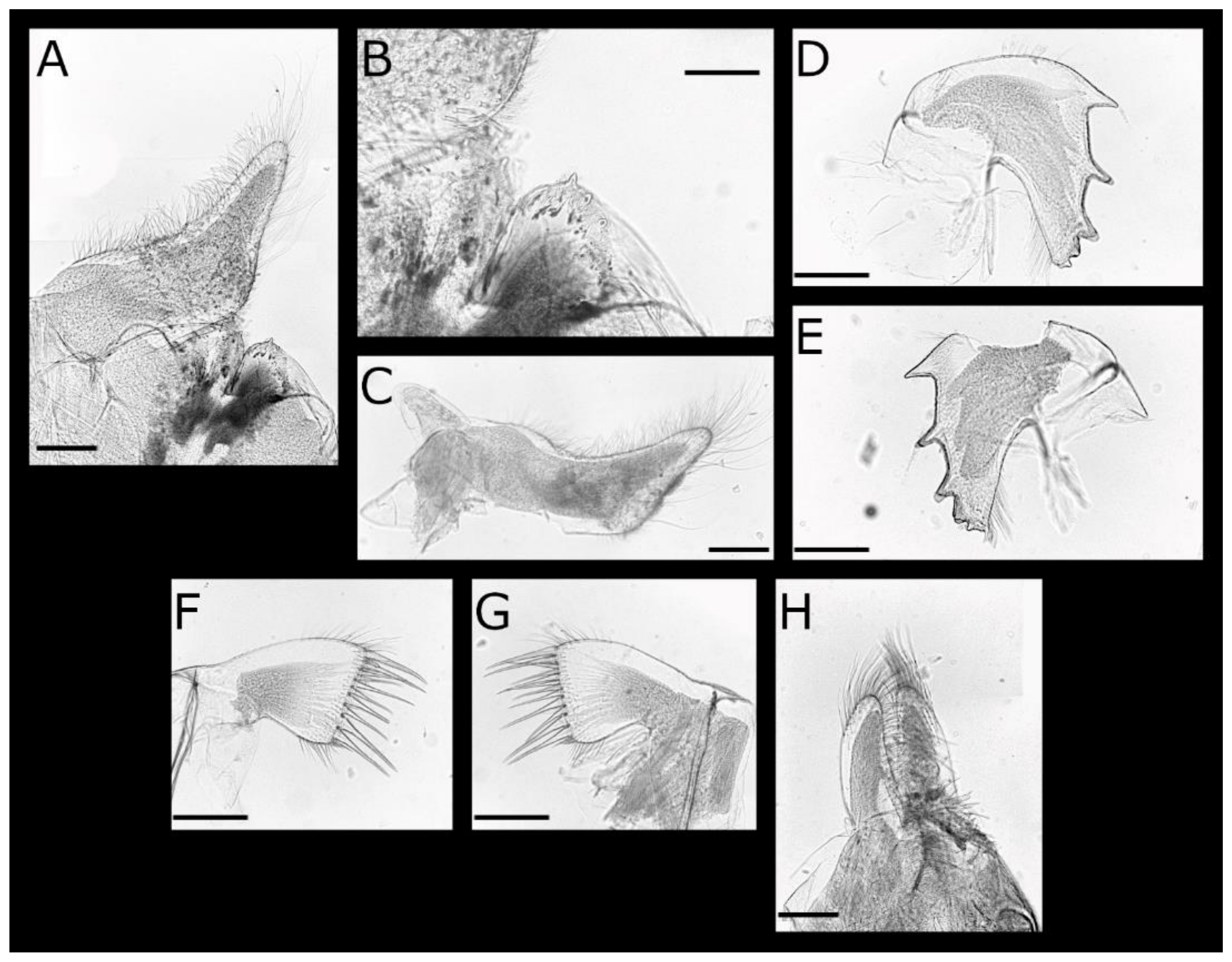 Diversity 13 00290 g014