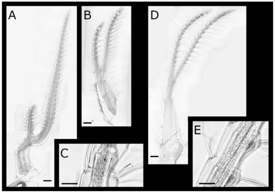 Diversity 13 00290 g015