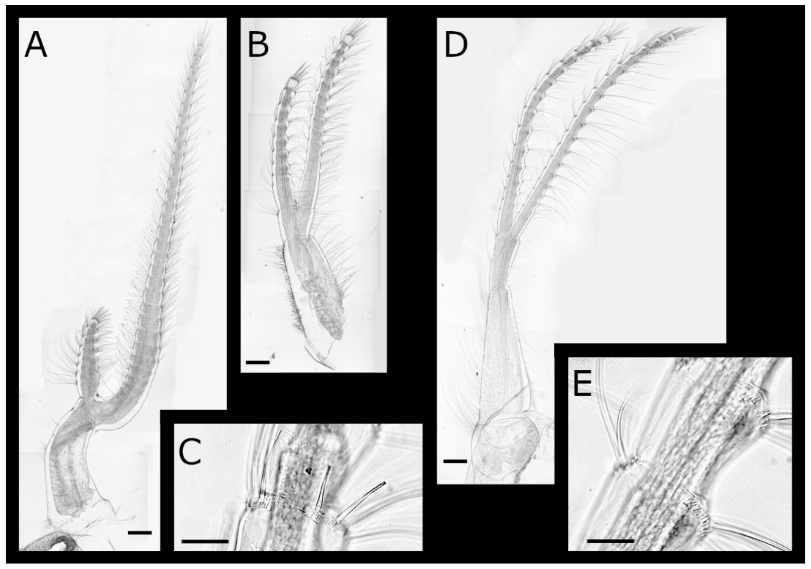 Diversity 13 00290 g015