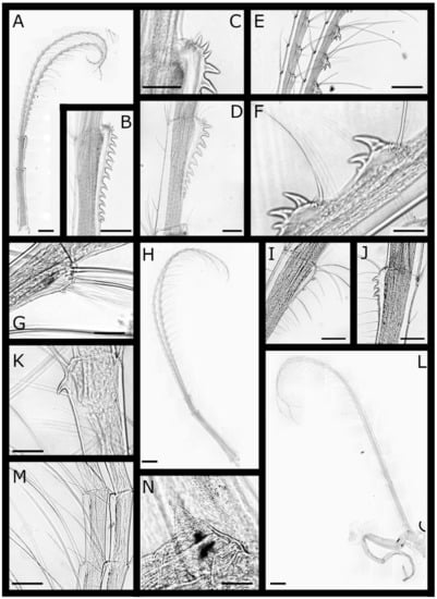 Diversity 13 00290 g016