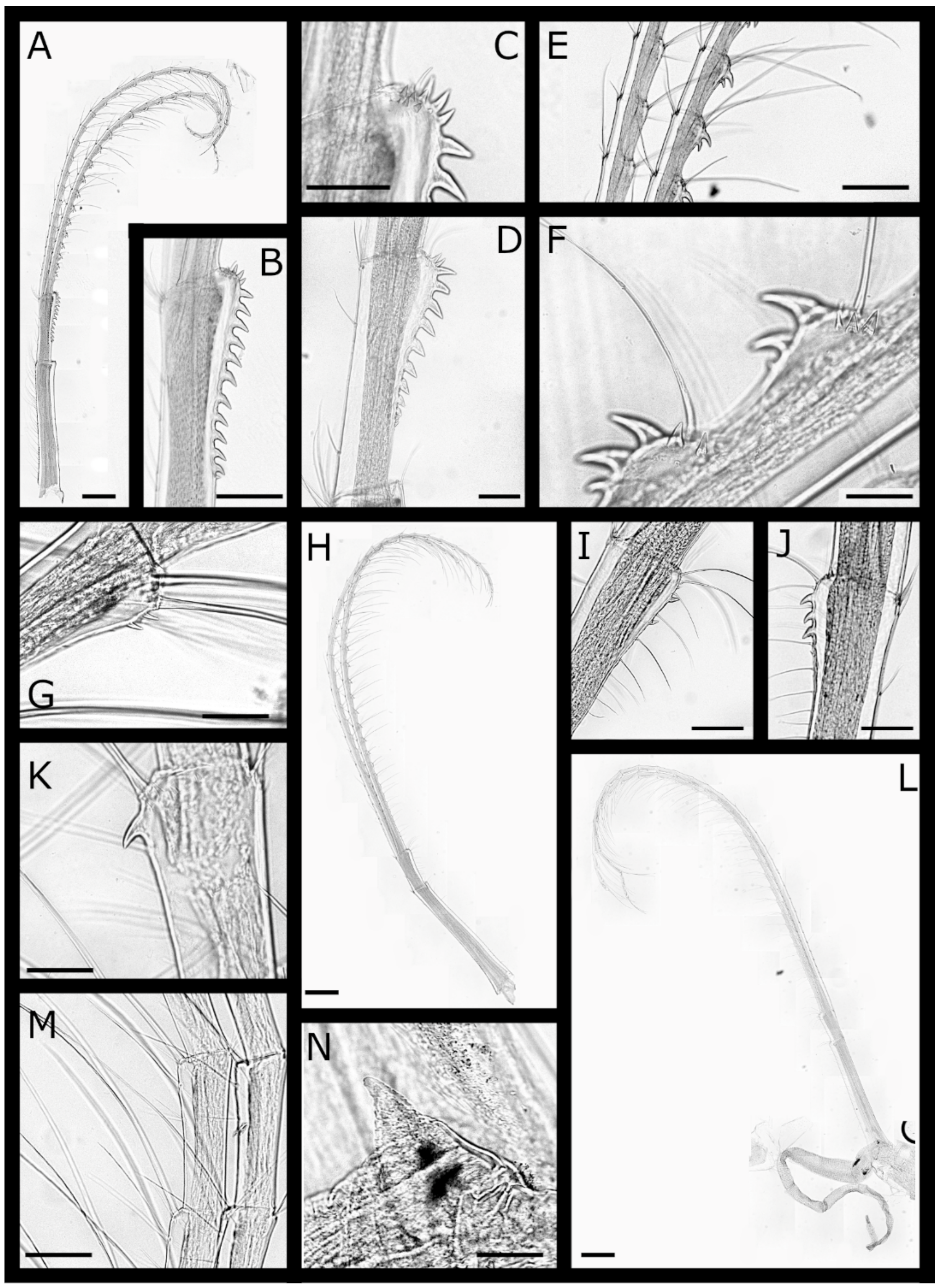 Diversity 13 00290 g016