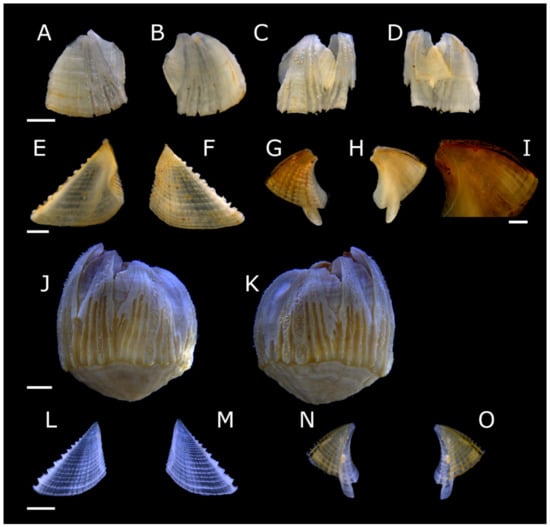 Diversity 13 00290 g017