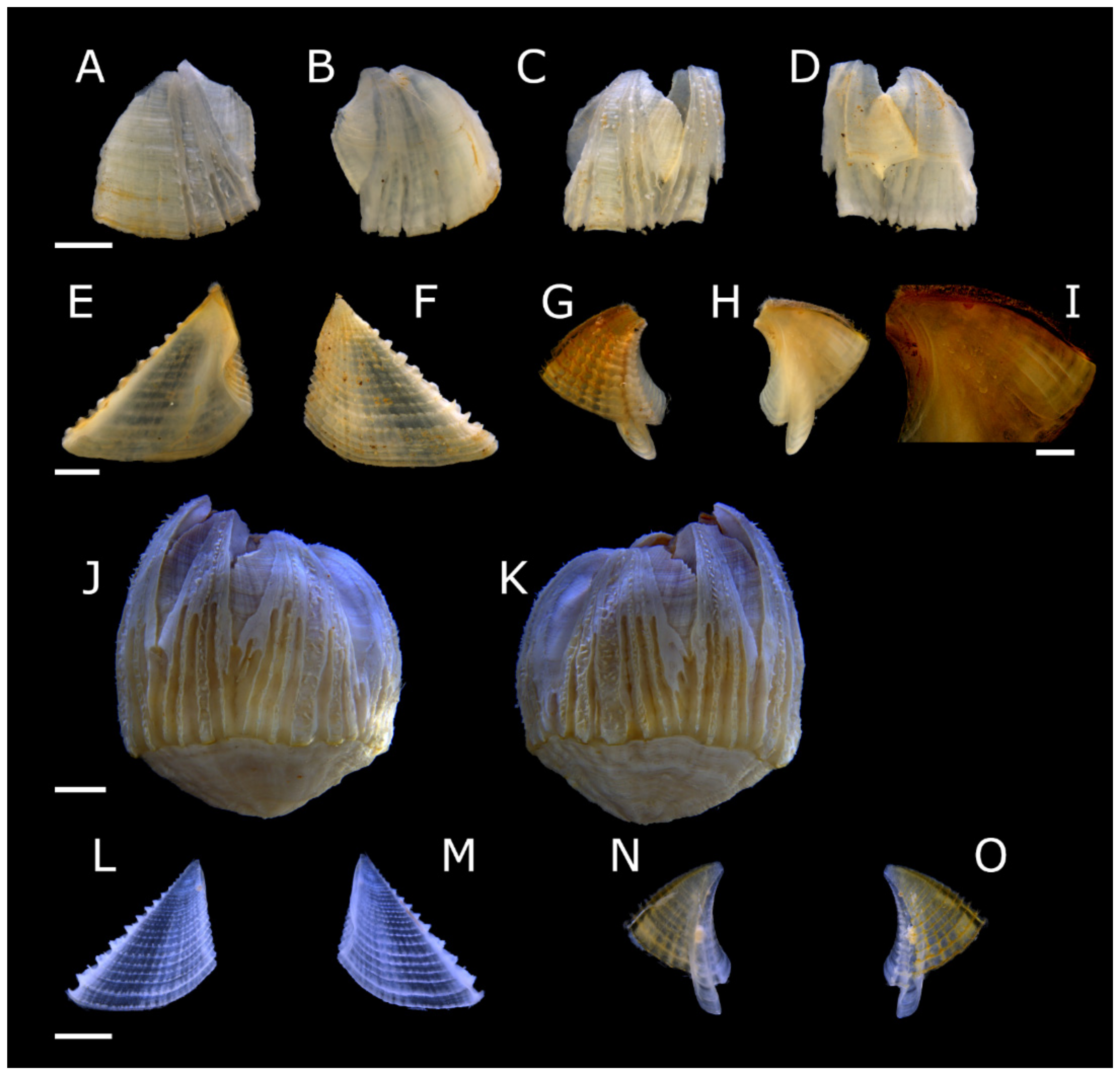 Diversity 13 00290 g017