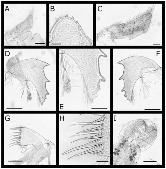 Diversity 13 00290 g018