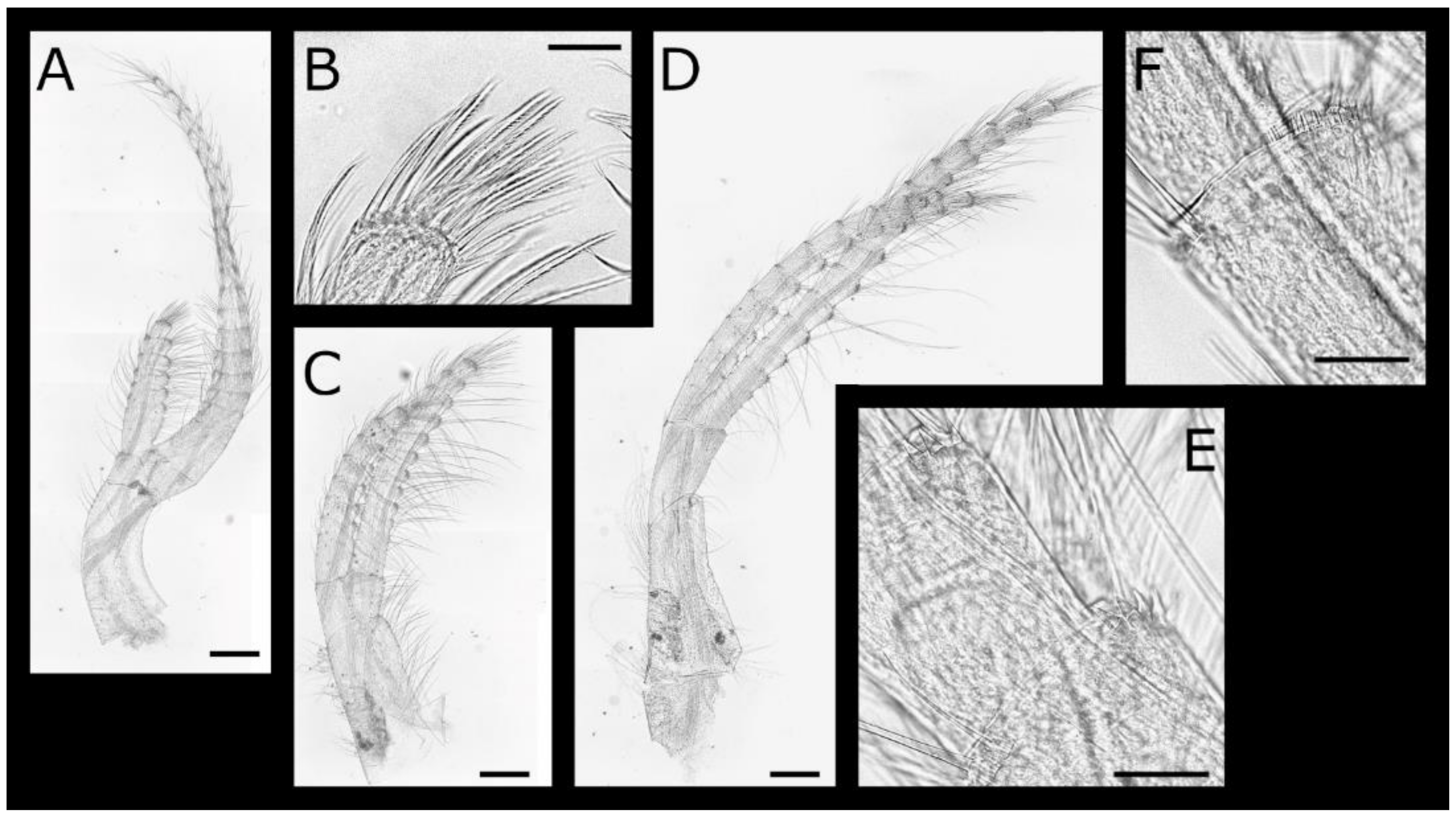 Diversity 13 00290 g019
