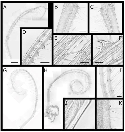 Diversity 13 00290 g020