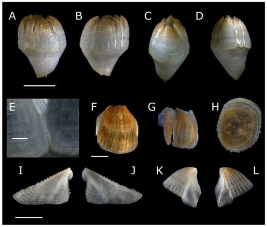 Diversity 13 00290 g021