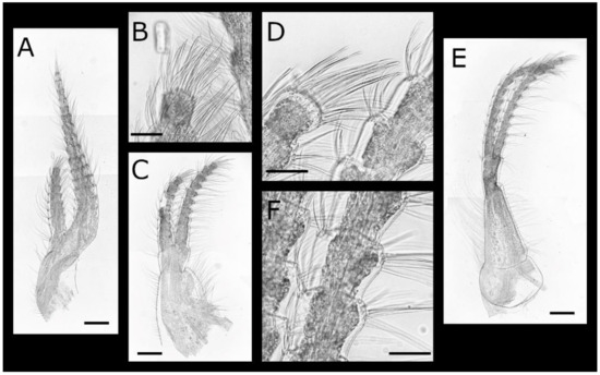 Diversity 13 00290 g023